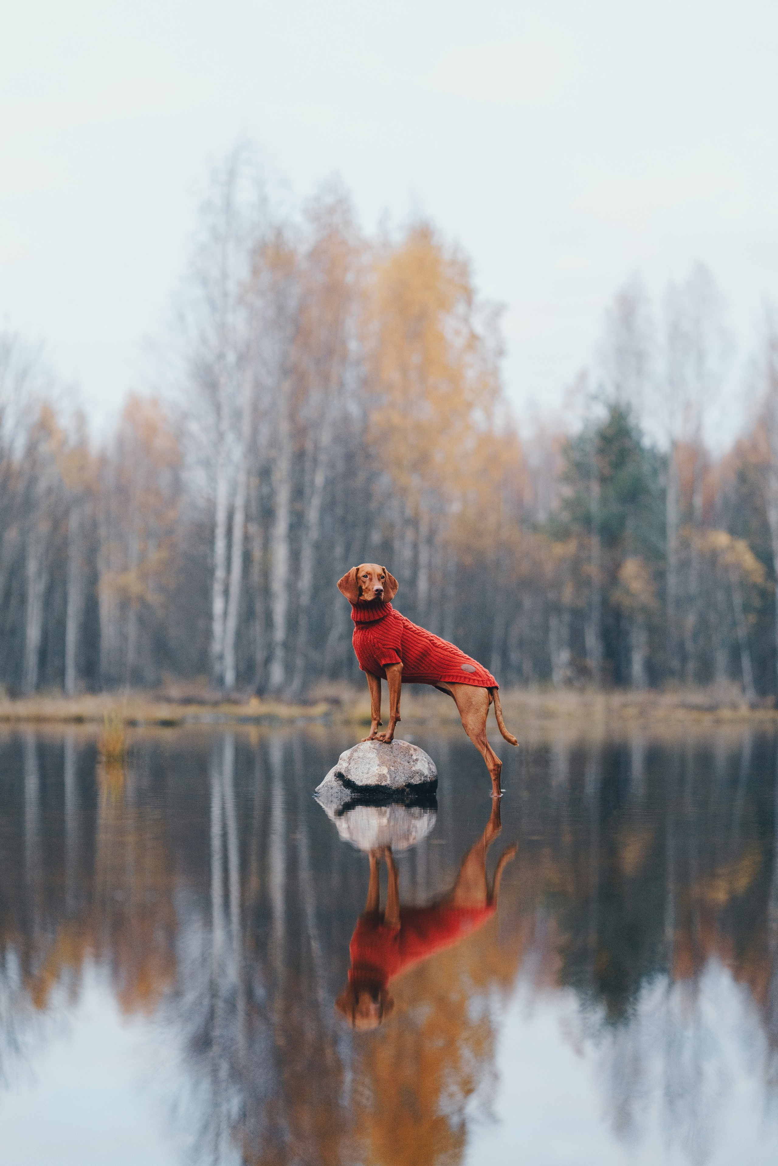 Одежда для собак Bravehound. Фотограф анималист Осипчикова Мария