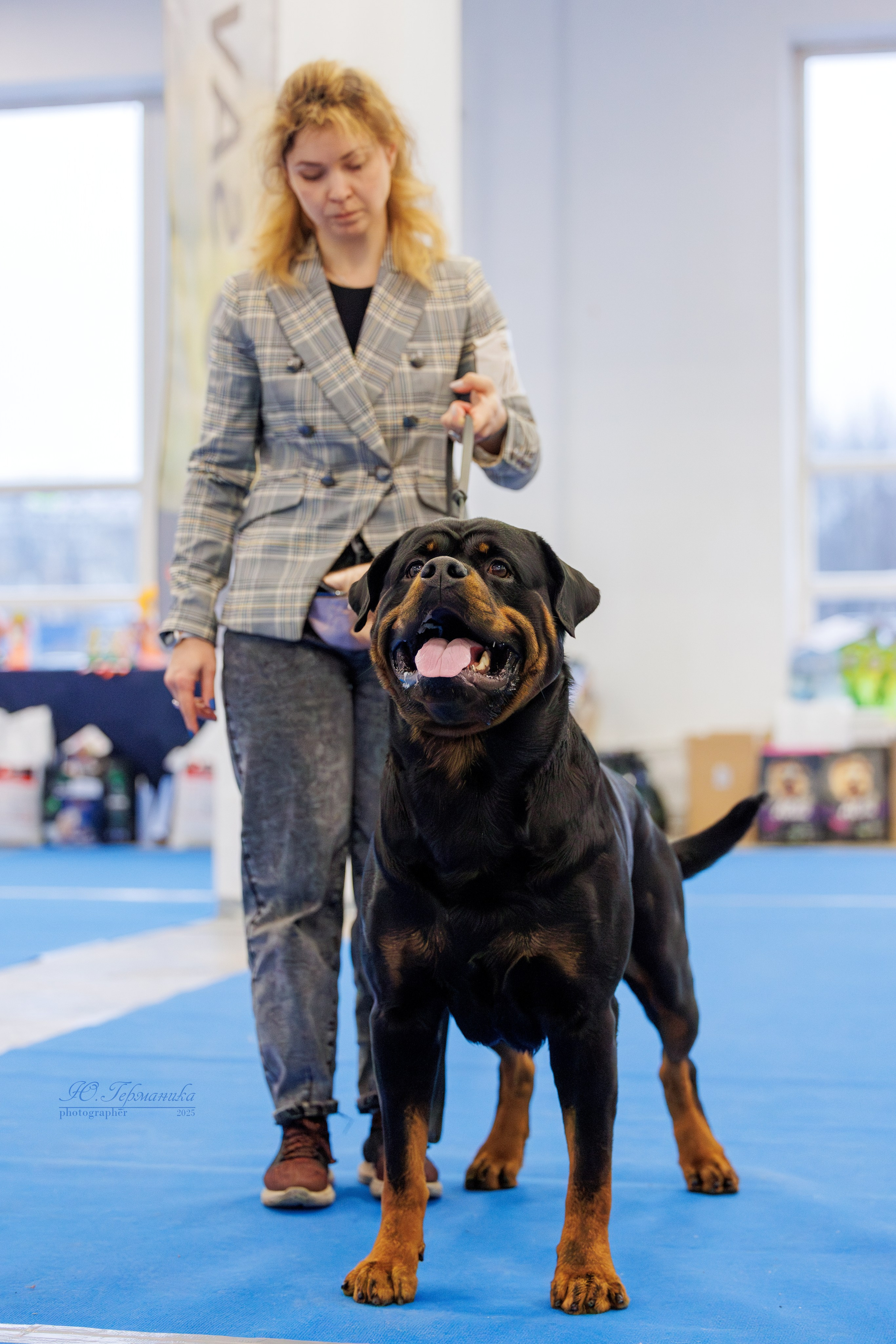 Питер ротвейлеры 18.01,Крокус 19.01.2025. Фотограф-анималист Юлия Германика