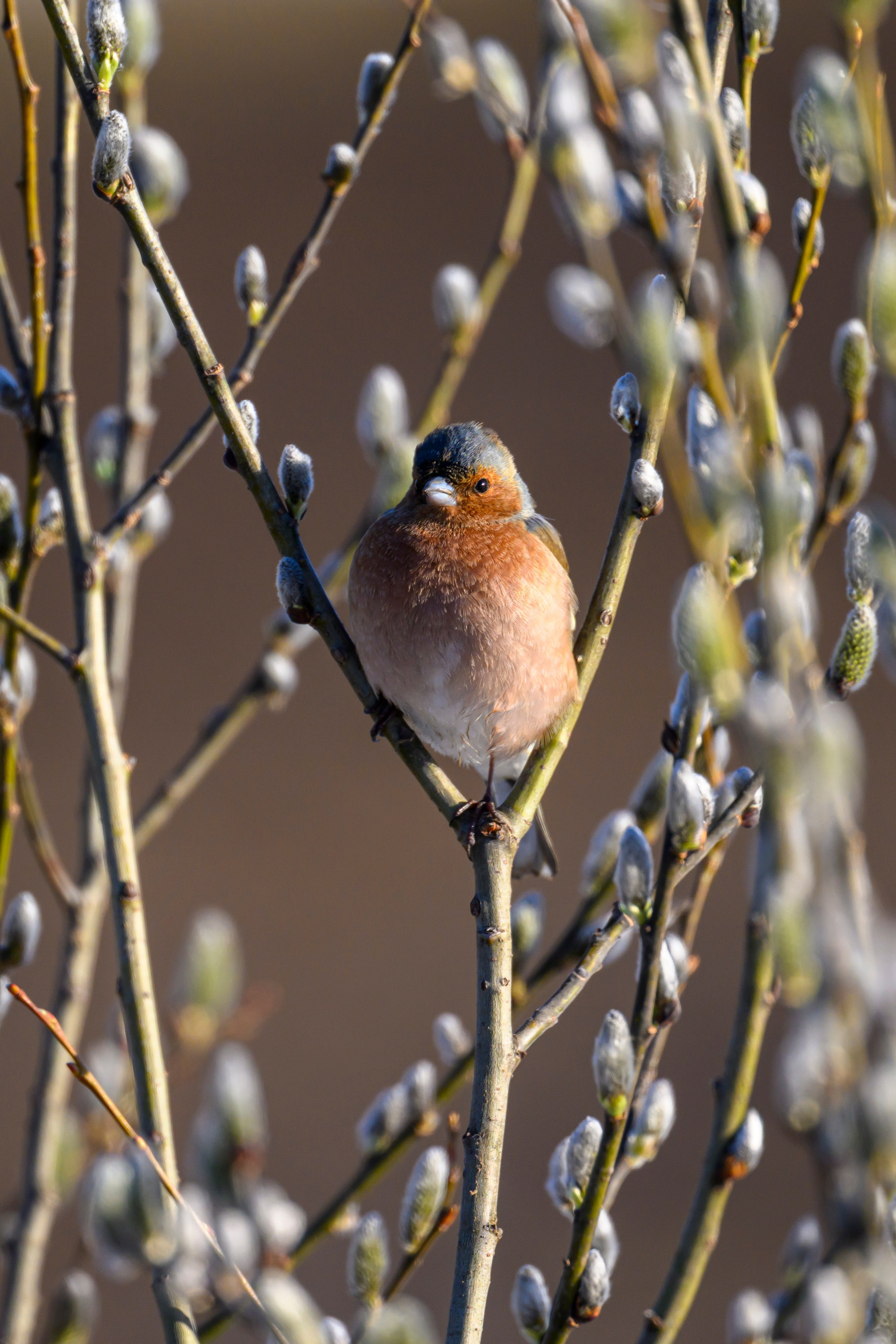 Зяблики. Wildlife photography by Sergey Puponin