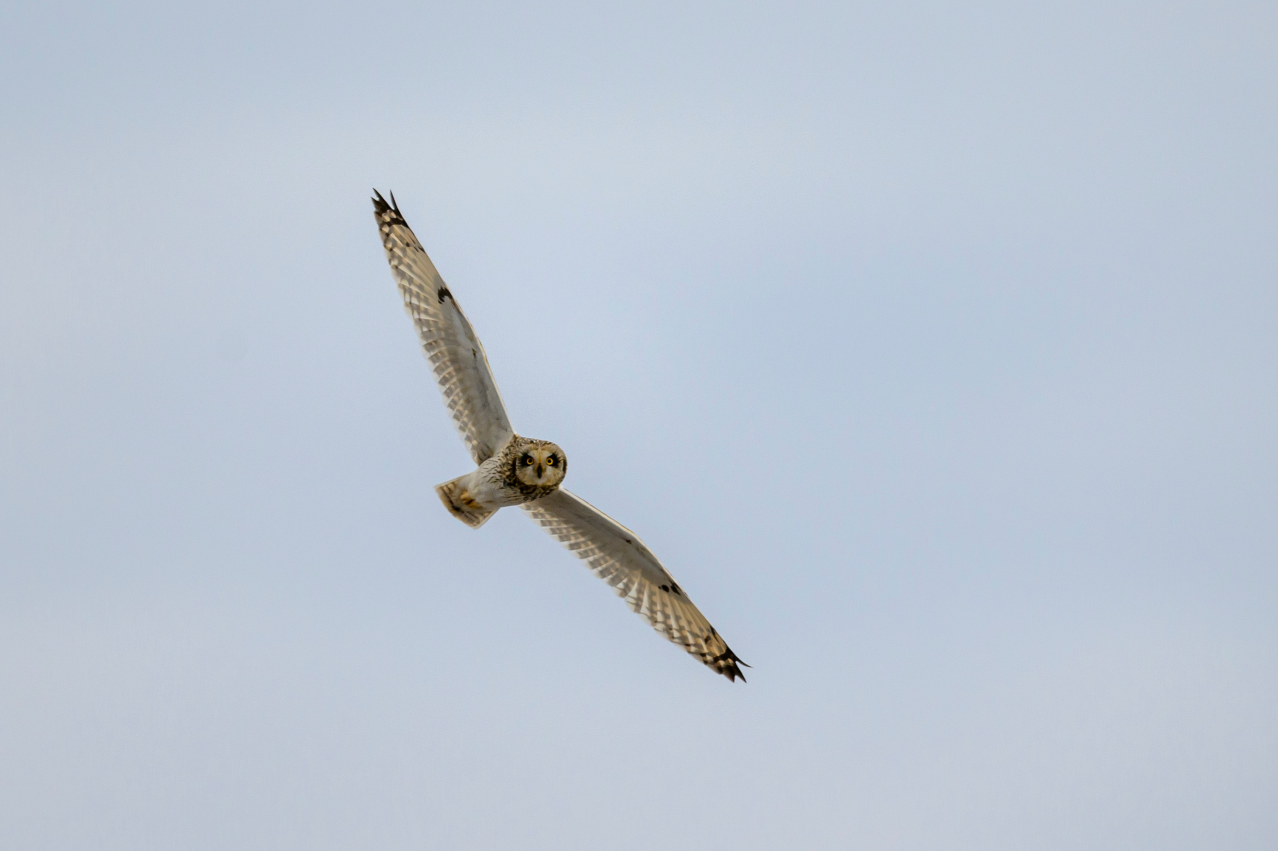 Пустельга и мородунка. Wildlife photography by Sergey Puponin