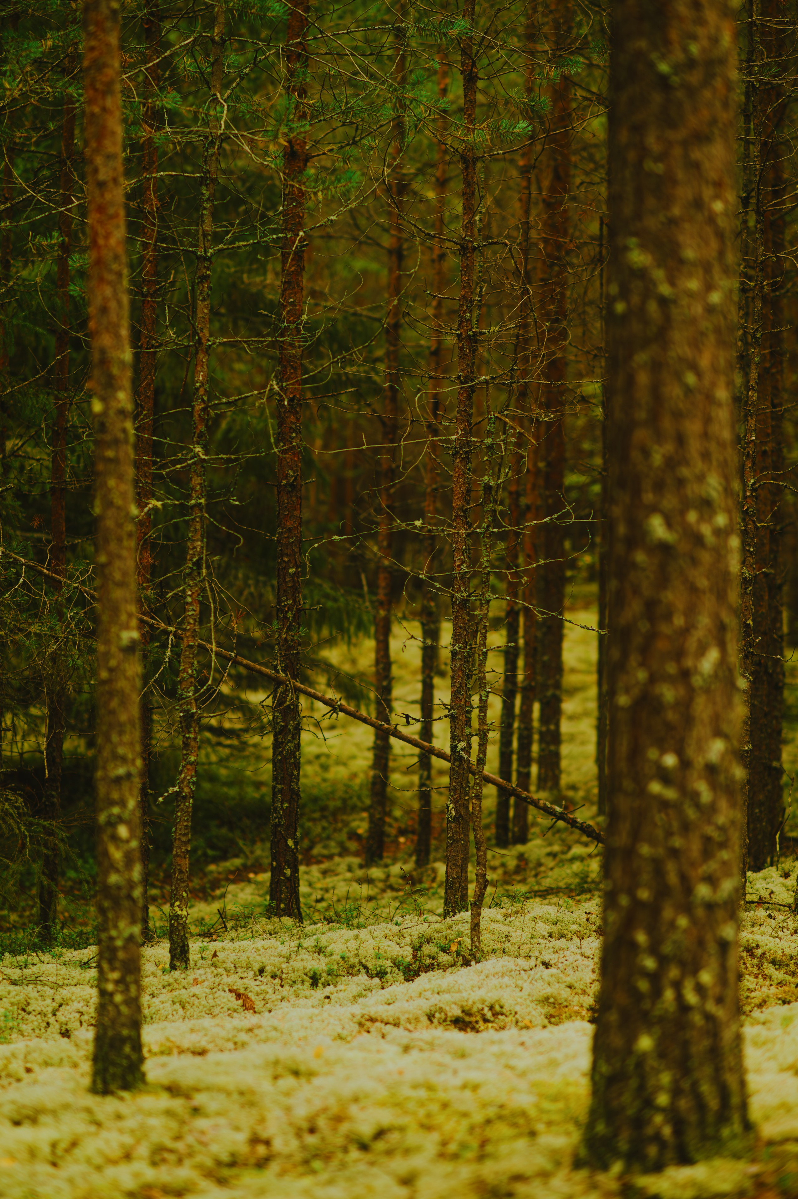 METADREAMS 2025. Контент фотограф Илья Урс