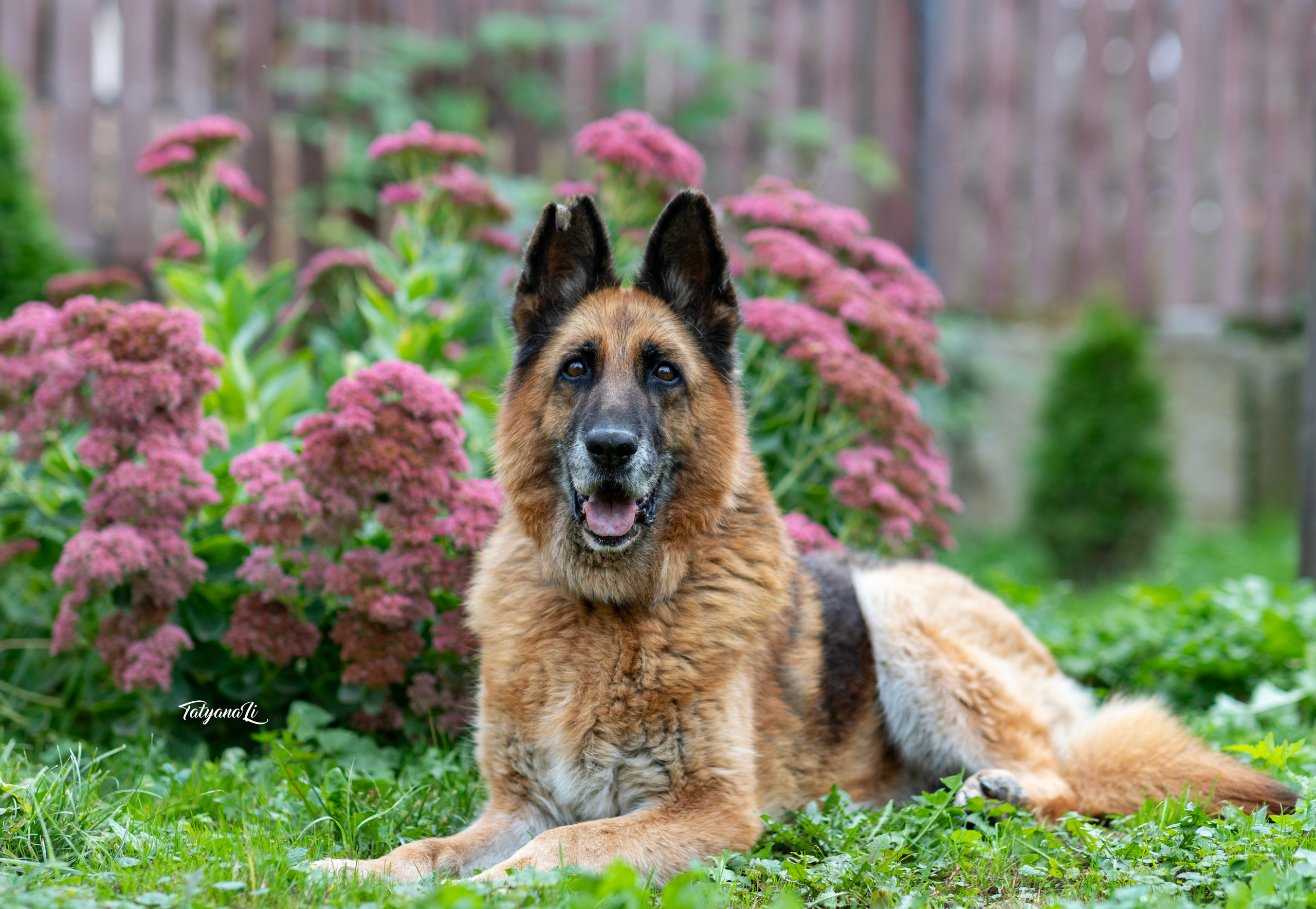 Овчарка. Фотограф — анималист Татьяна Ли