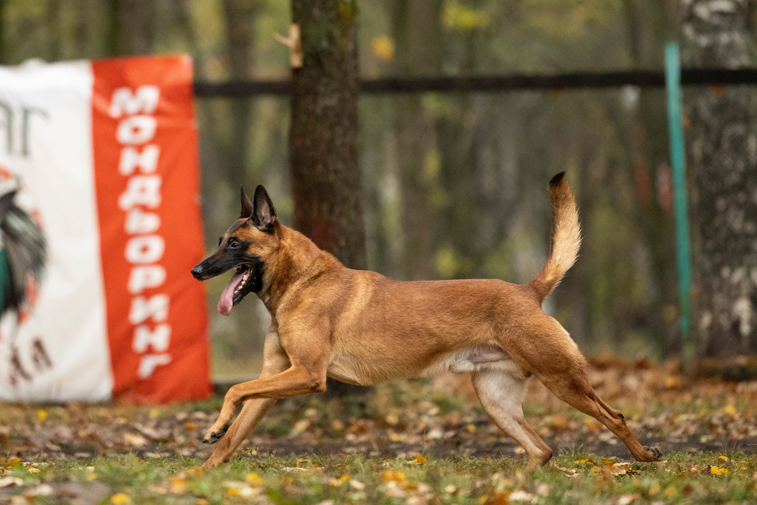 Соревнования по Мондьорингу г. Вологда. Фотограф-анималист Анна Маринич