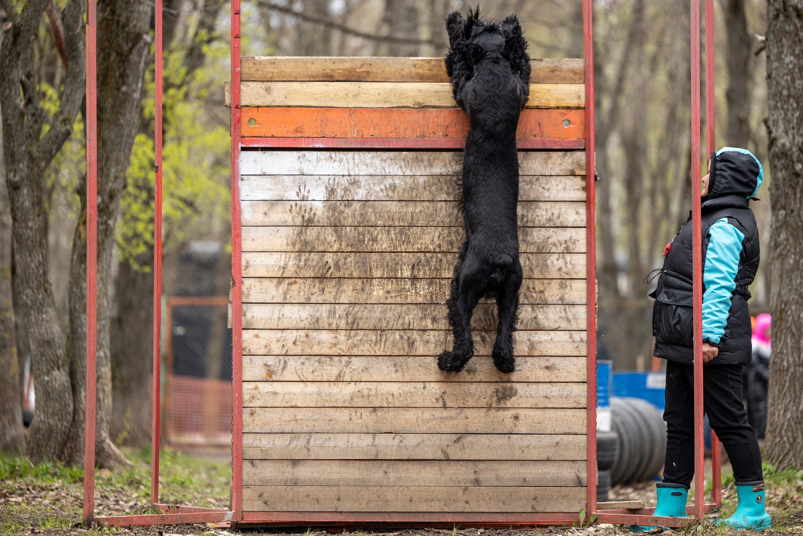 Квалификационные состязания по мондьорингу г. Вологда 11.05.24. Фотограф-анималист Анна Маринич