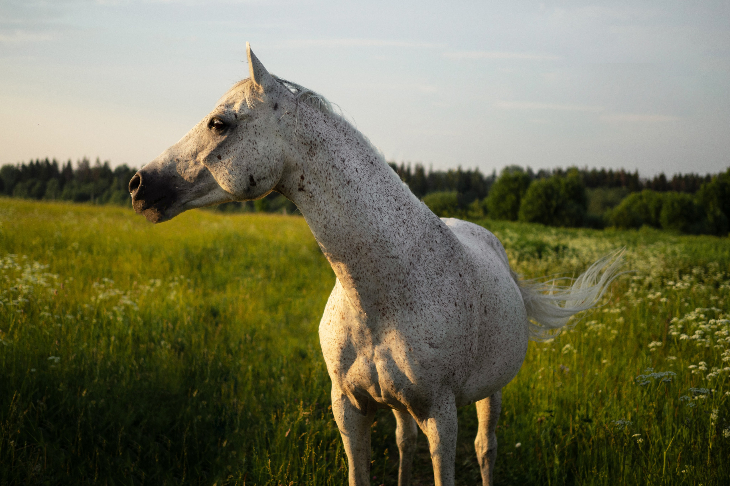 Даша и Персик