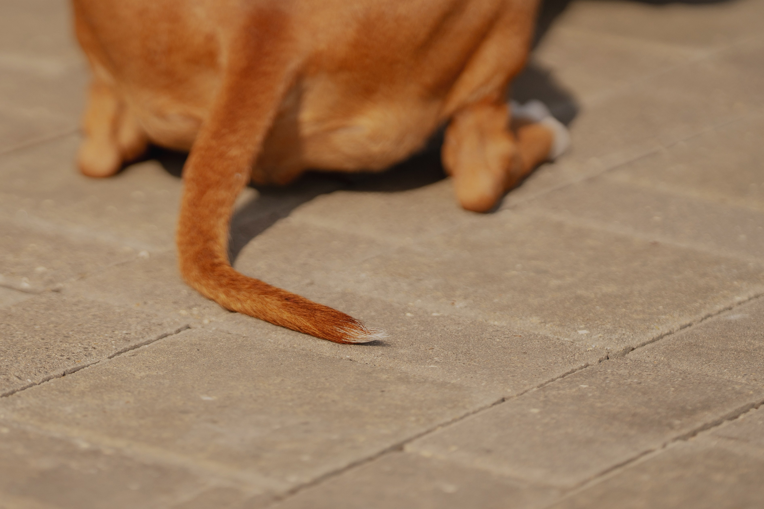 Луна. Kameramotor74