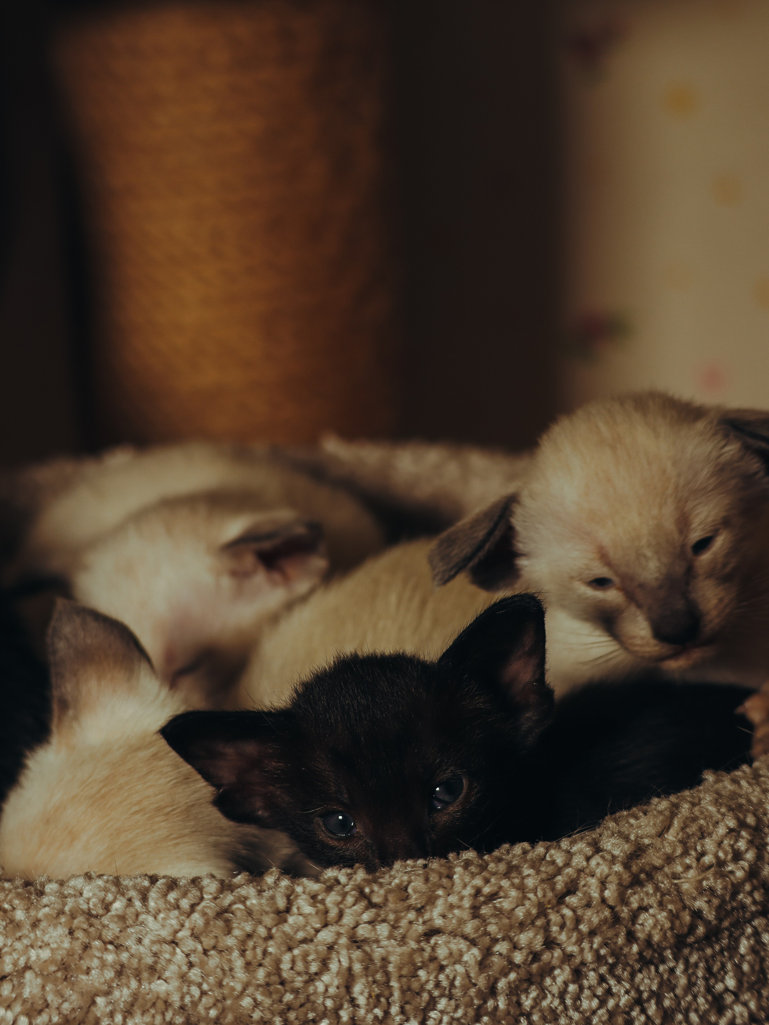 Питомцы. Кинематографичный фотограф, видеограф Лина Плешакова, Санкт-Петербург