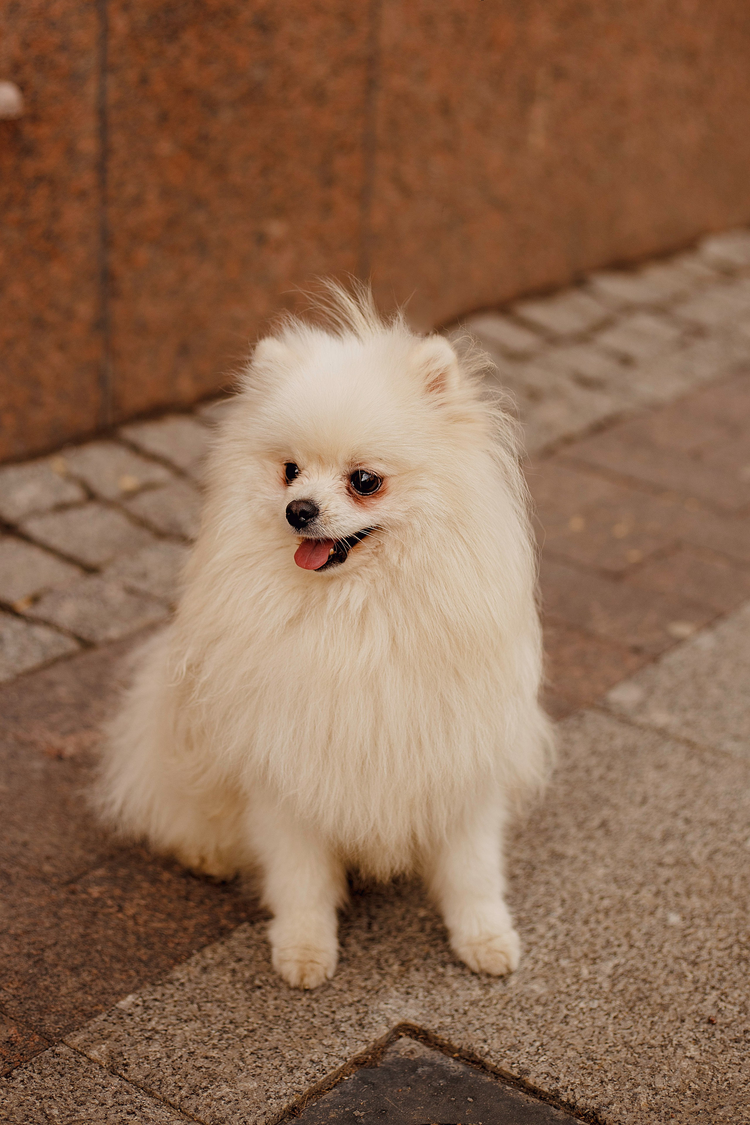 Прогулка. Свадебный фотограф Санкт-Петербург  Москва