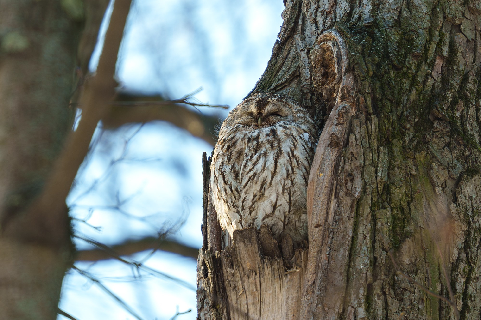Удивительные мир птиц. Вокруг нас столько прекрасного — присмотритесь!. Ваш личный фотограф Марина Волкова