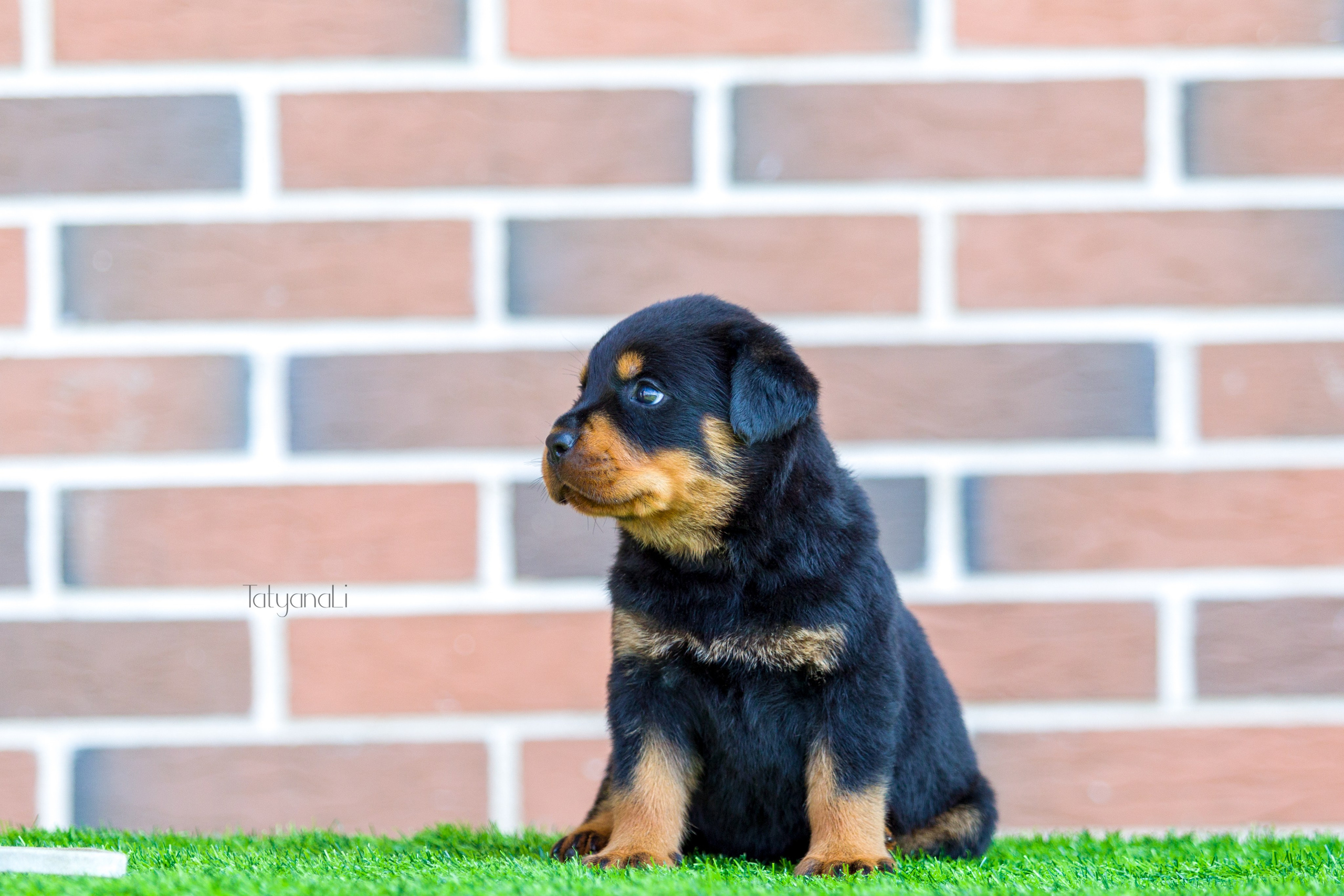 Ротвейлер. Фотограф — анималист Татьяна Ли