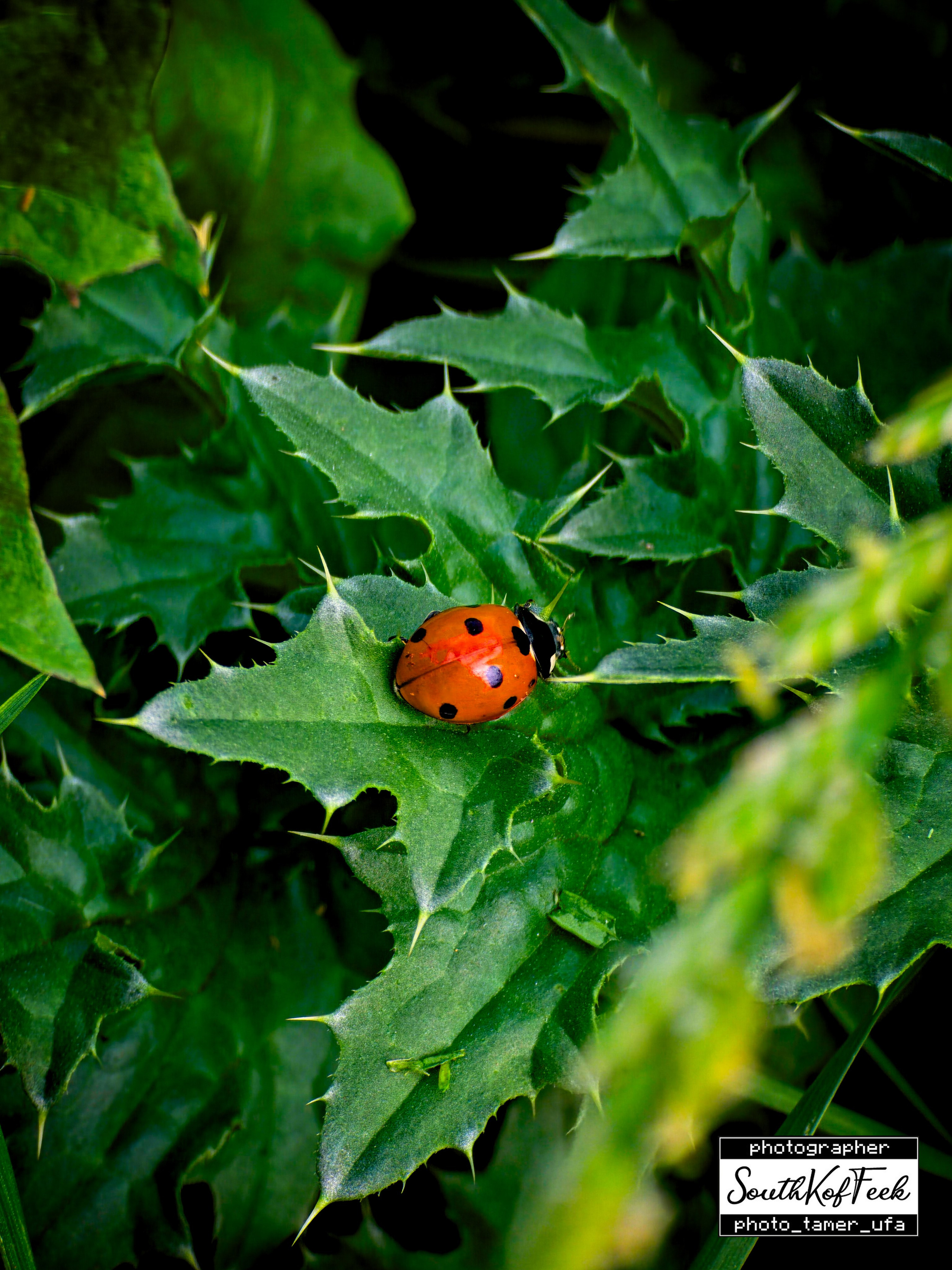 Прочие съемки. Photo Tamer Ufa