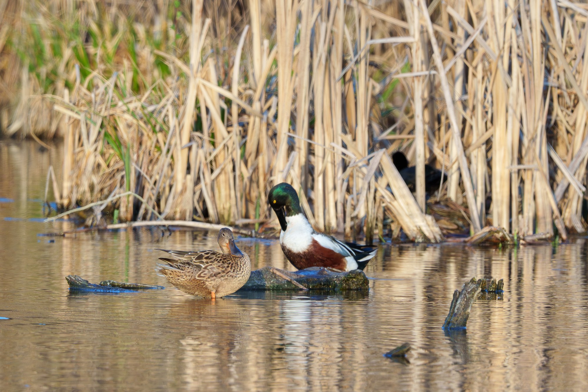 Удивительные мир птиц. Вокруг нас столько прекрасного — присмотритесь!. Ваш личный фотограф Марина Волкова