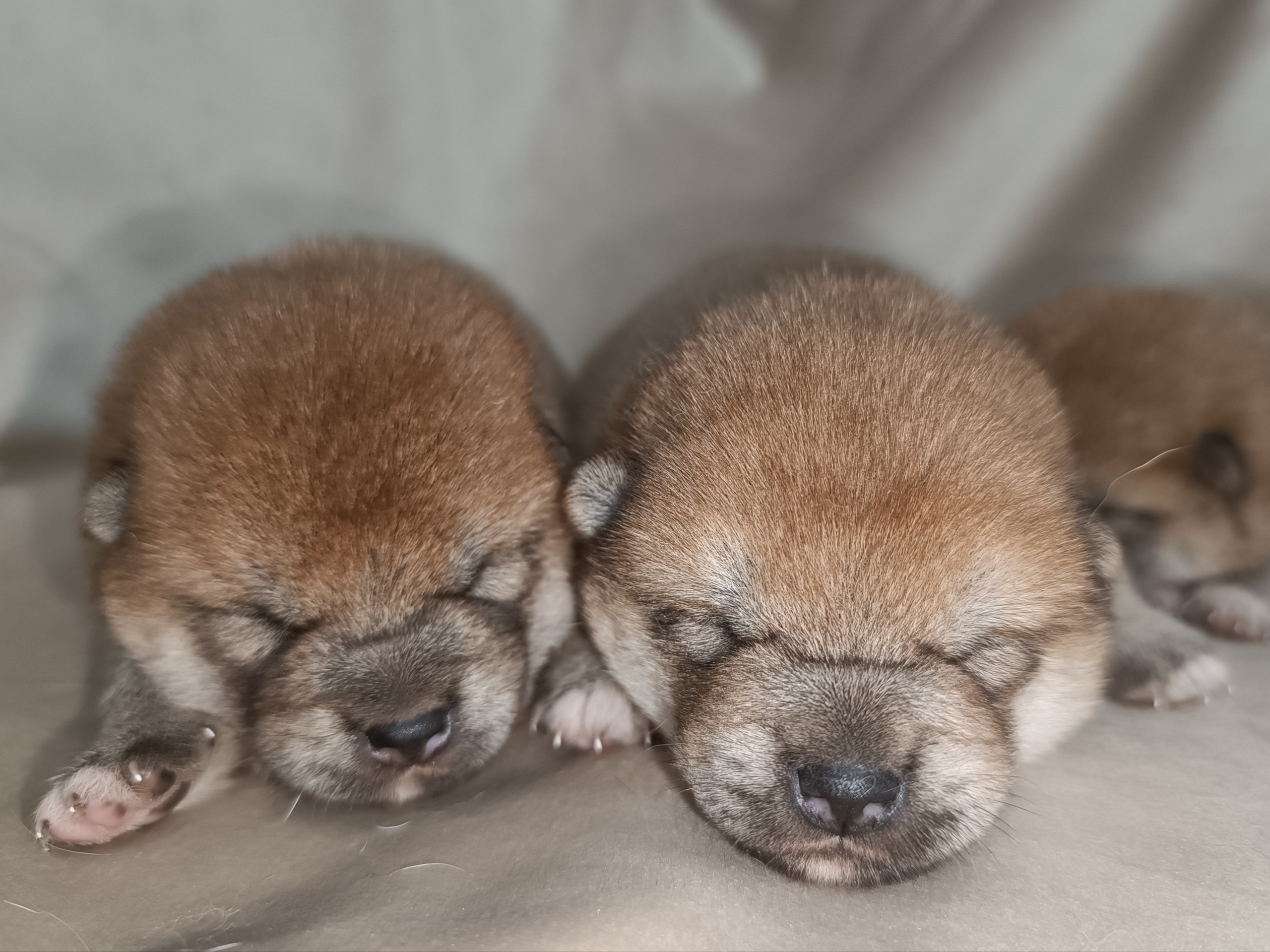 сиба питомник Рубилайт щенки на продажу rubylight  сиба щенки купить СПб Санкт-Петербург 