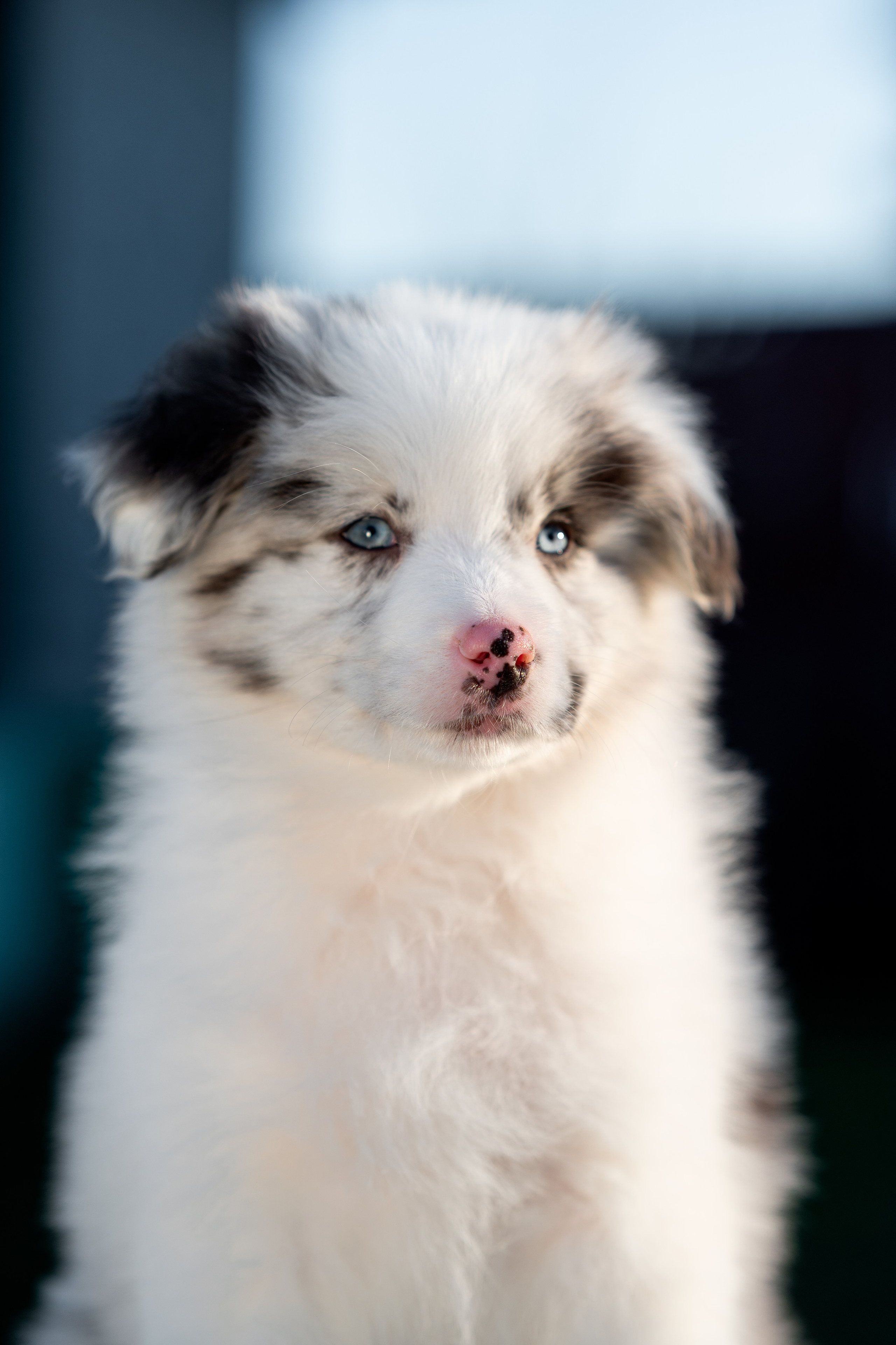 Заводчик Влада Эльман. Творческий фотограф Вологда