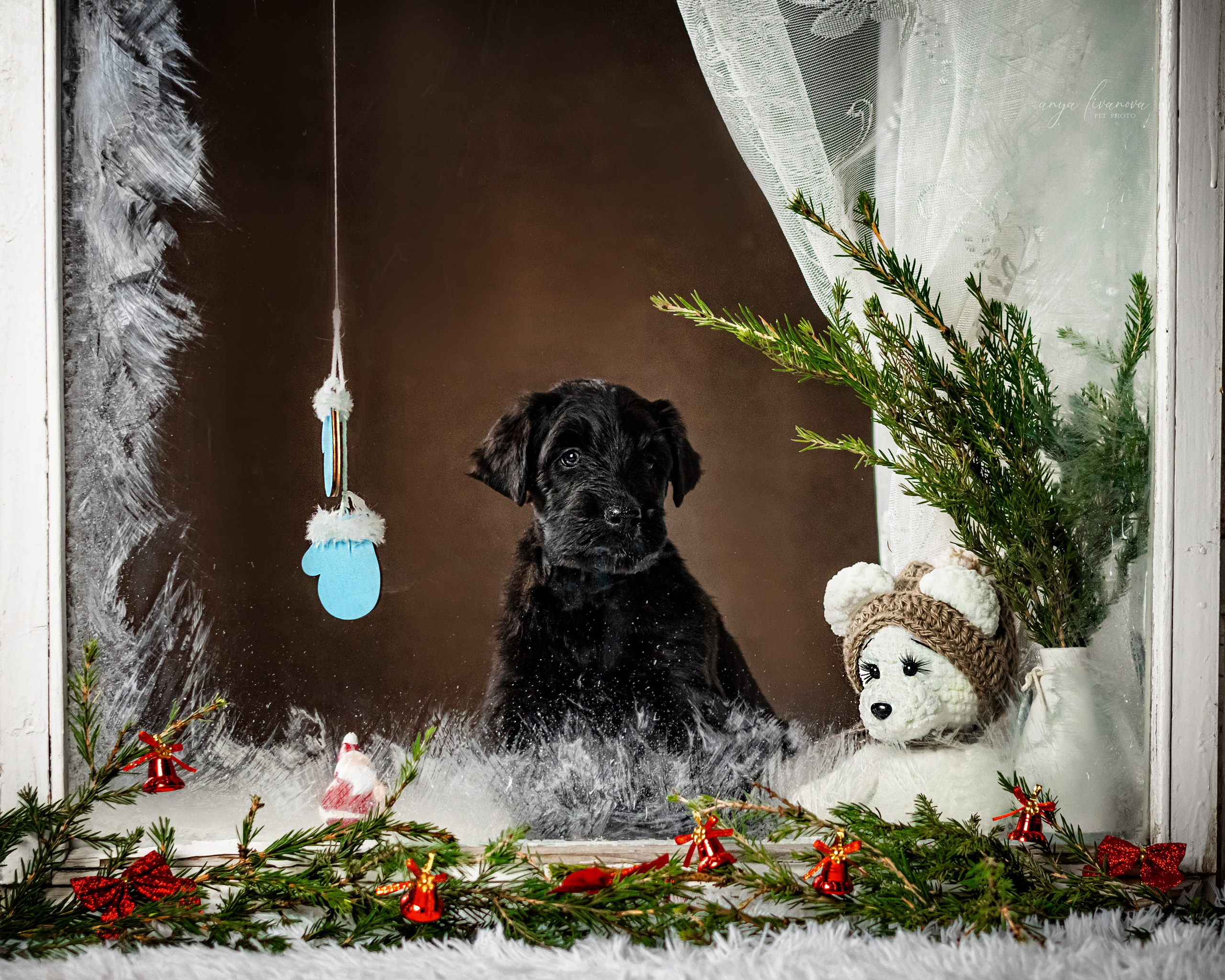 Окошко. Фотограф анималист Аня Ливанова | Рыбинск