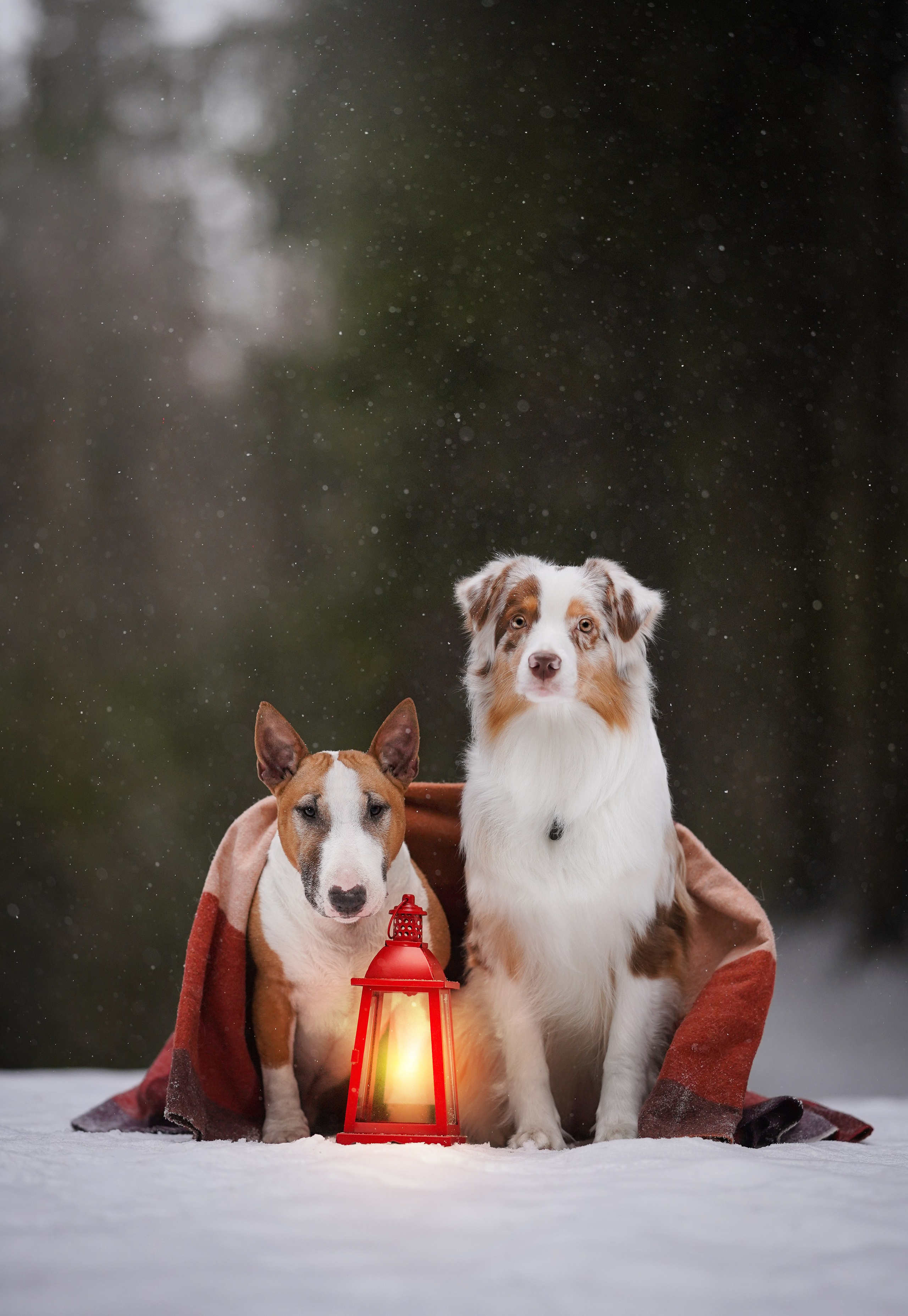 Юни и Панда. Фотограф-анималист в Санкт-Петербурге Яна Мартынова