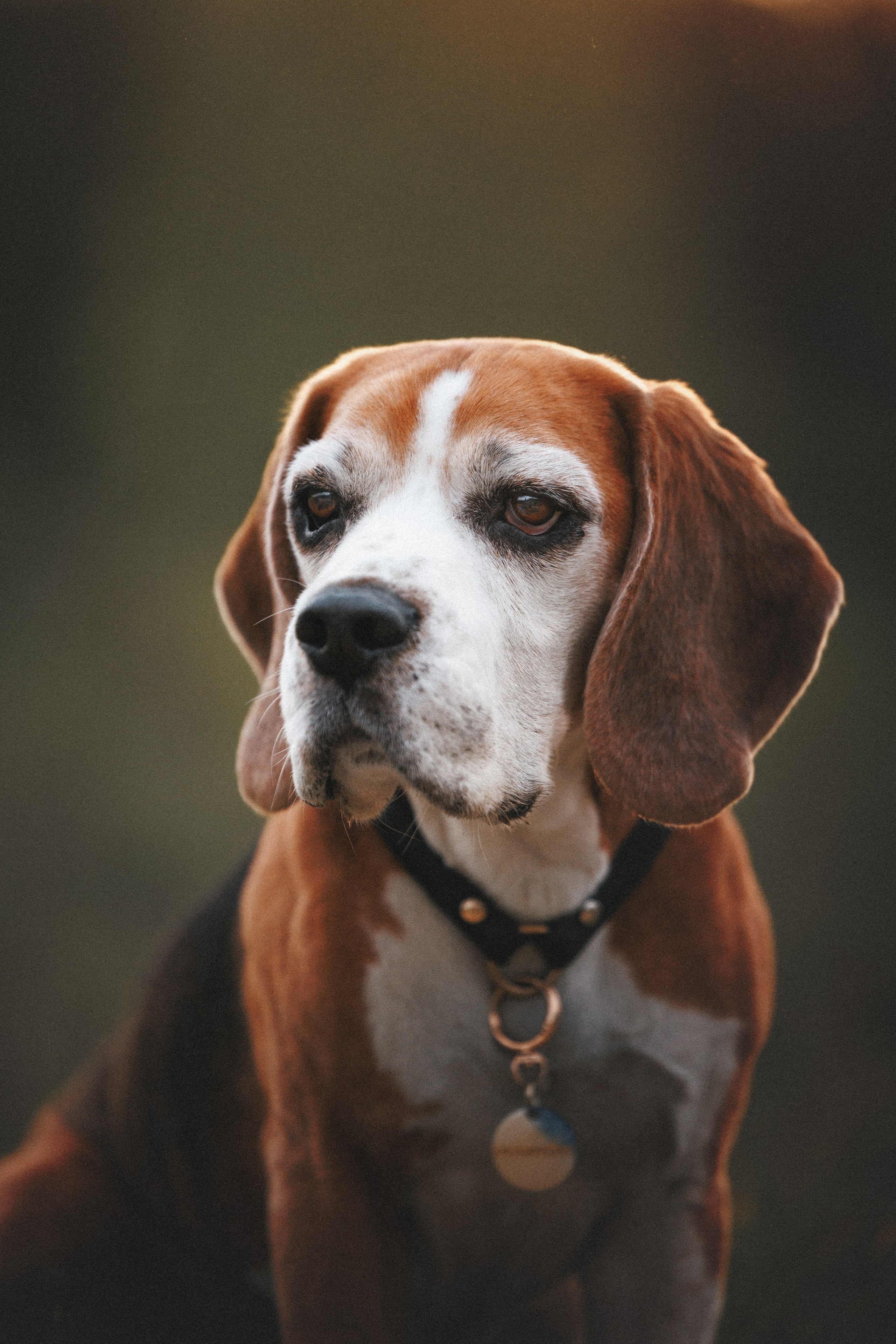 Юля и Зайфер. Фотограф анималист Осипчикова Мария