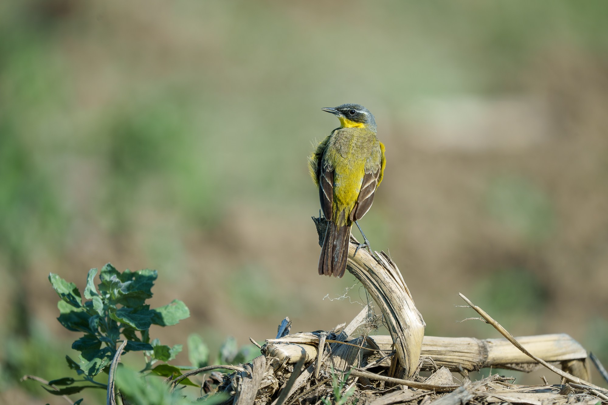 Удивительные мир птиц. Вокруг нас столько прекрасного — присмотритесь!. Ваш личный фотограф Марина Волкова
