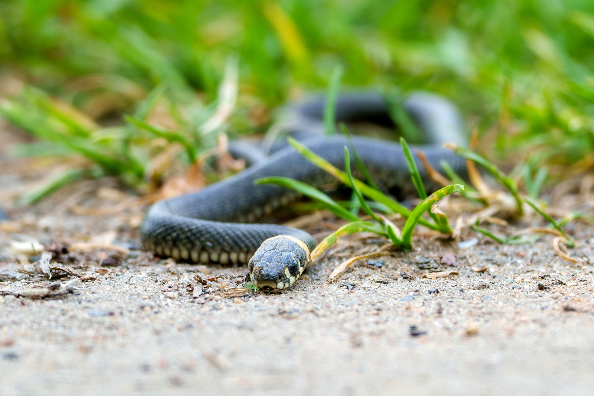 Животные. Ваш личный фотограф Марина Волкова