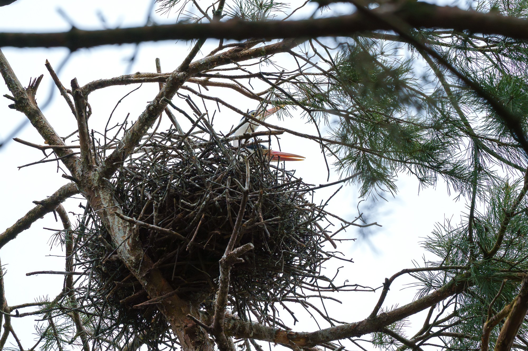 Удивительные мир птиц. Вокруг нас столько прекрасного — присмотритесь!. Ваш личный фотограф Марина Волкова