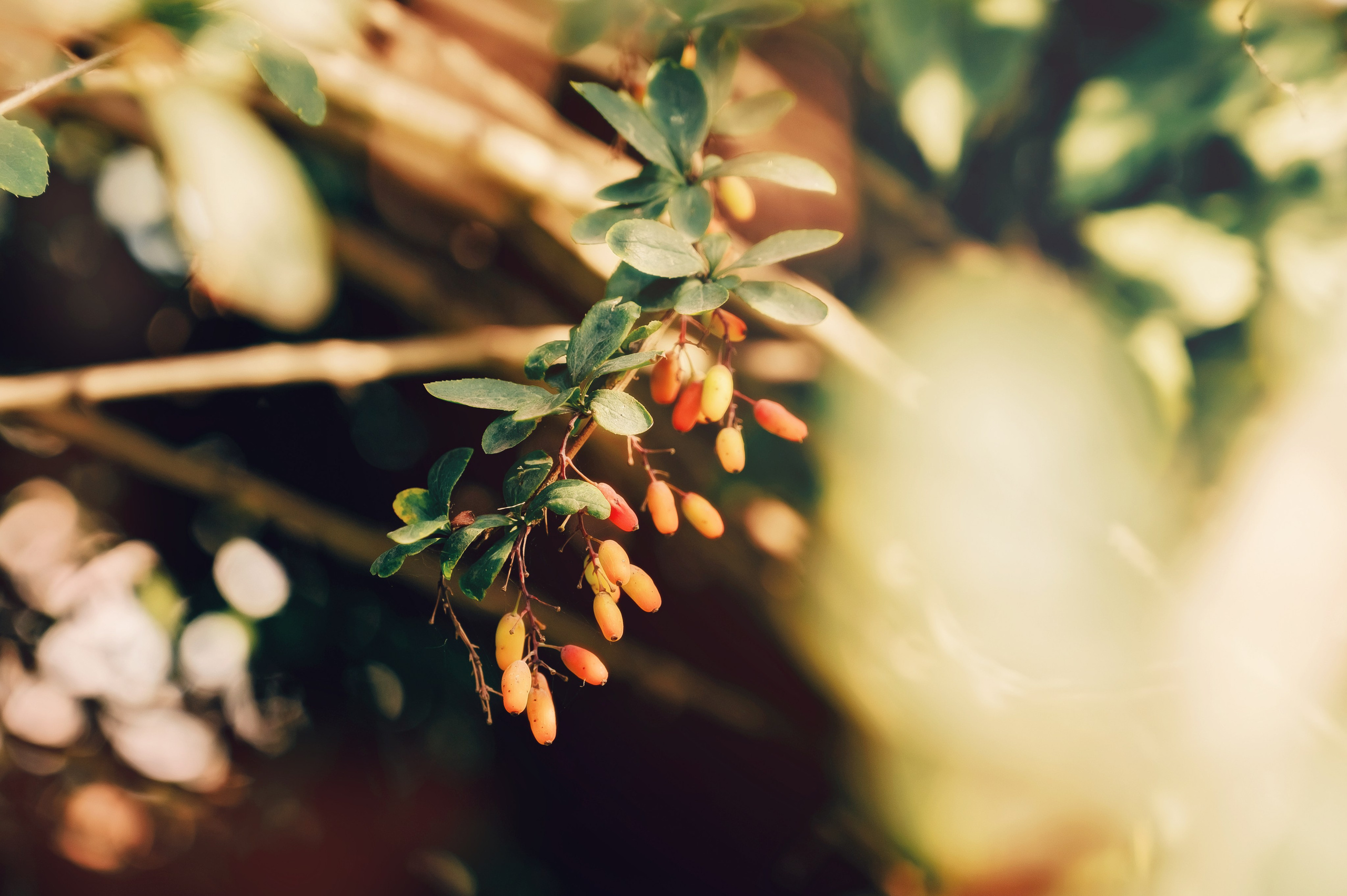 День Шахтёра в Парке Чудес 30.08.2025. Детский фотограф, семейный фотограф и репортажи в Кемерово