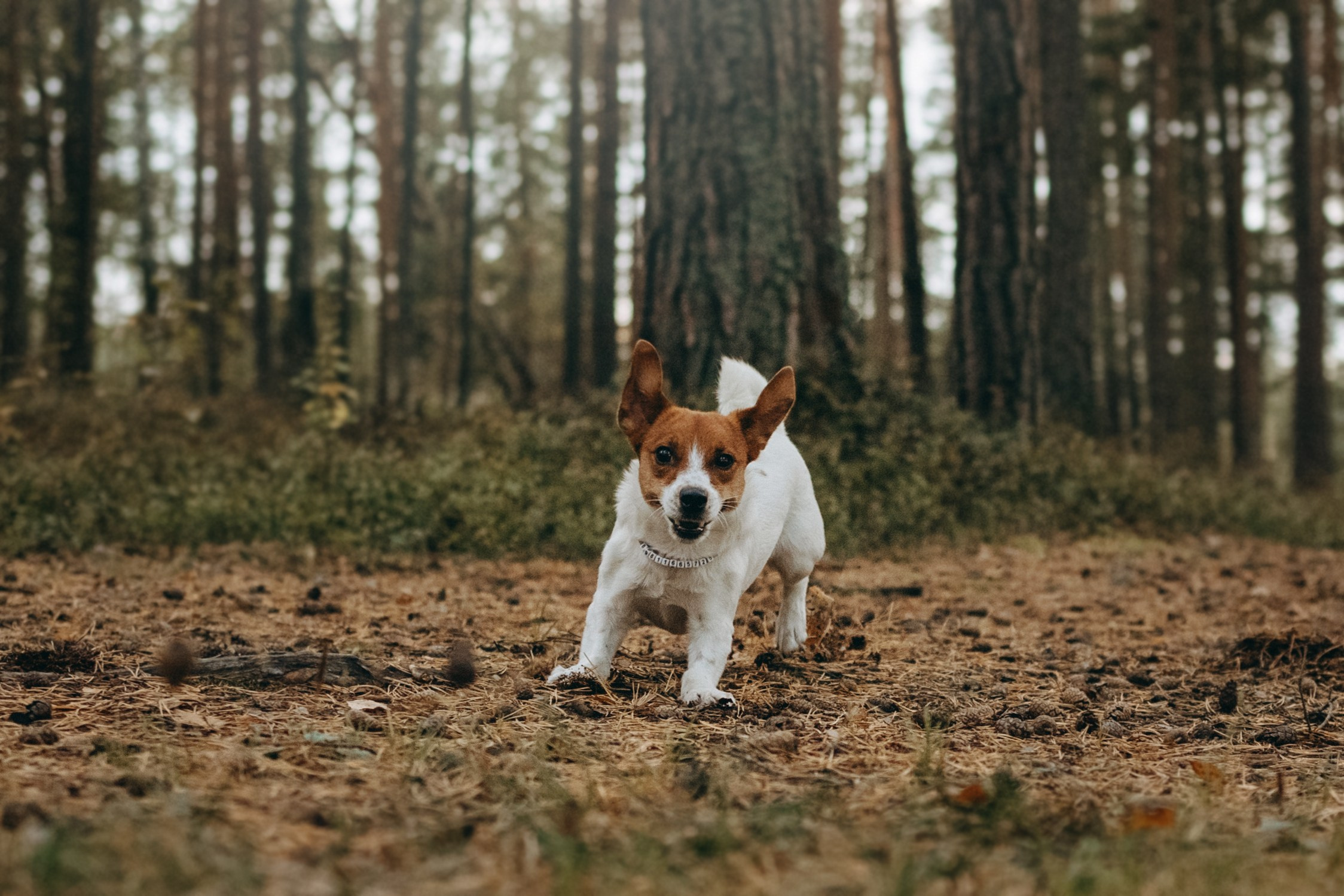 Лея и ее семья. Фотограф — Анималист | Санкт-Петербург