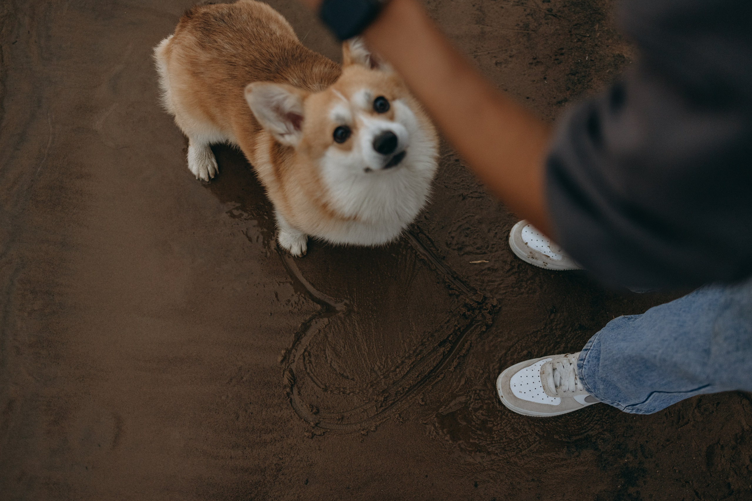 Лиза и Бакс. Фотограф — Анималист | Санкт-Петербург