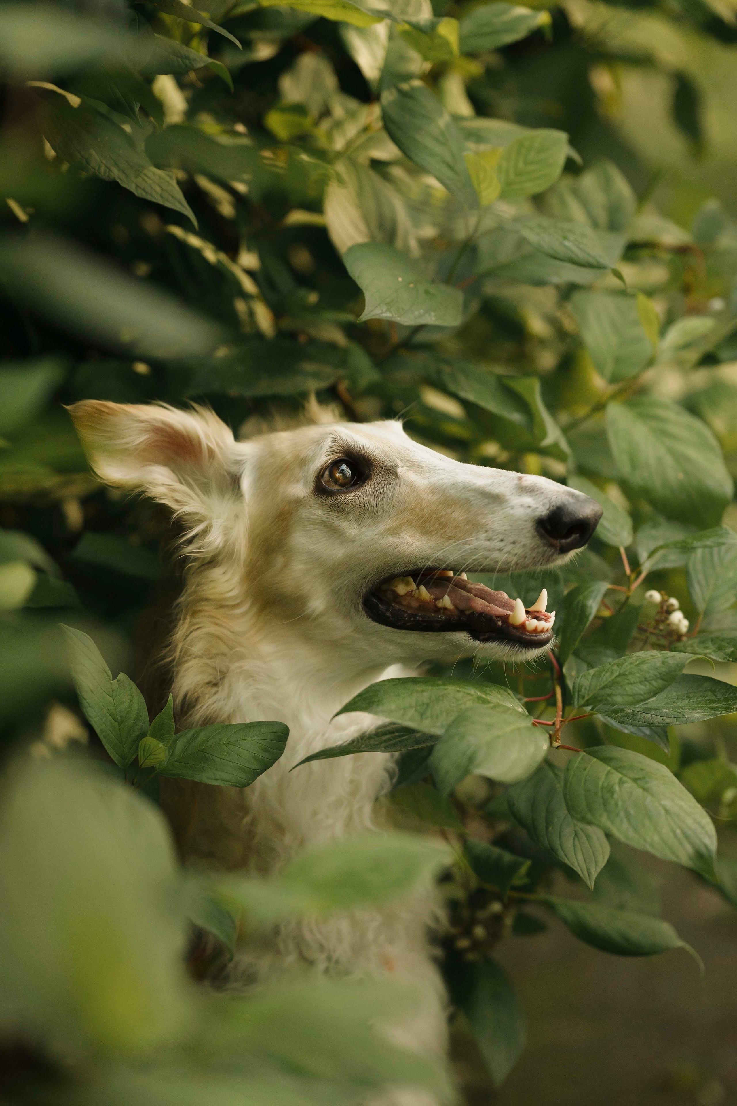 Тайга. Фотограф- анималист Александра Матвеева