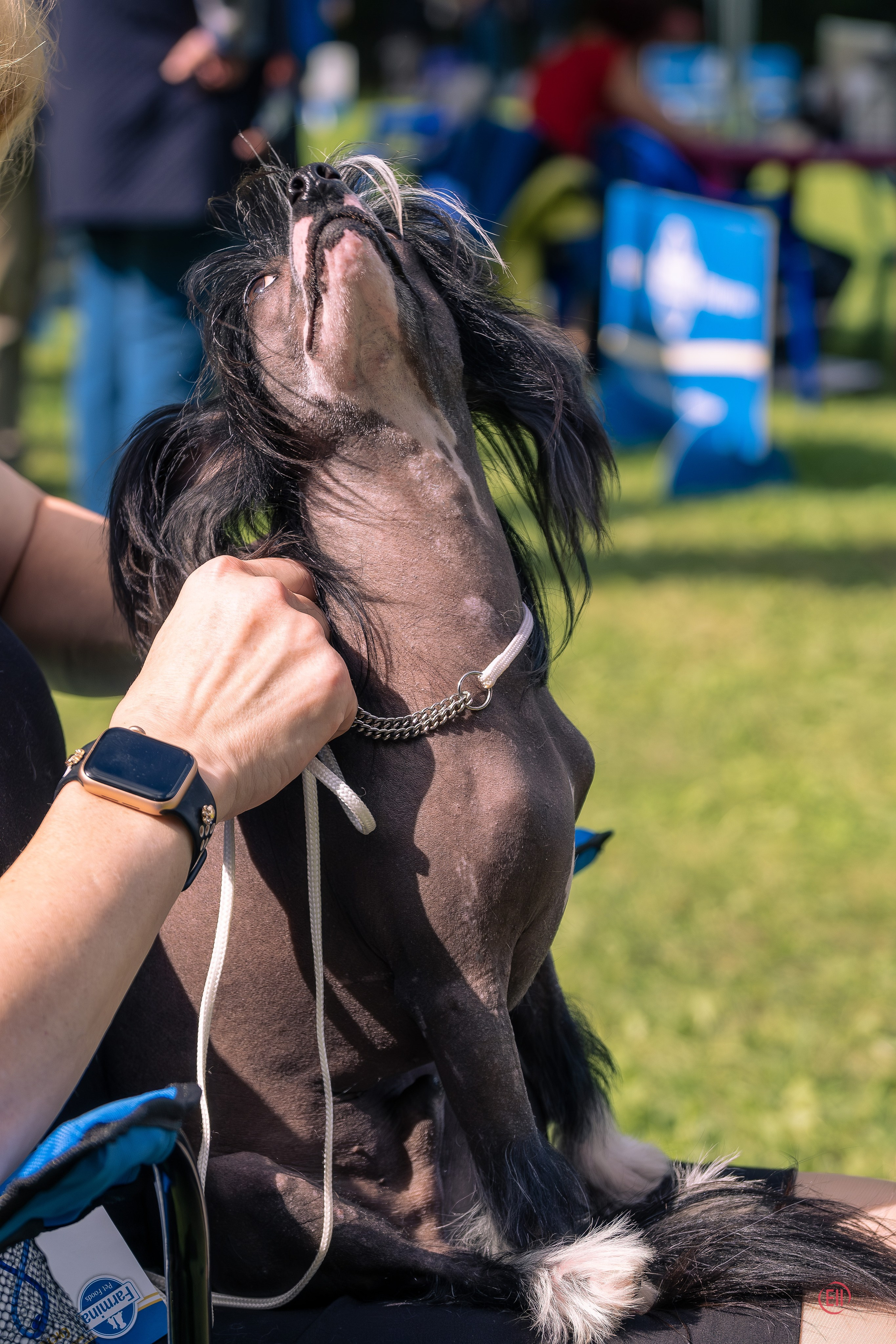 Друг человека. Фотограф в Москве