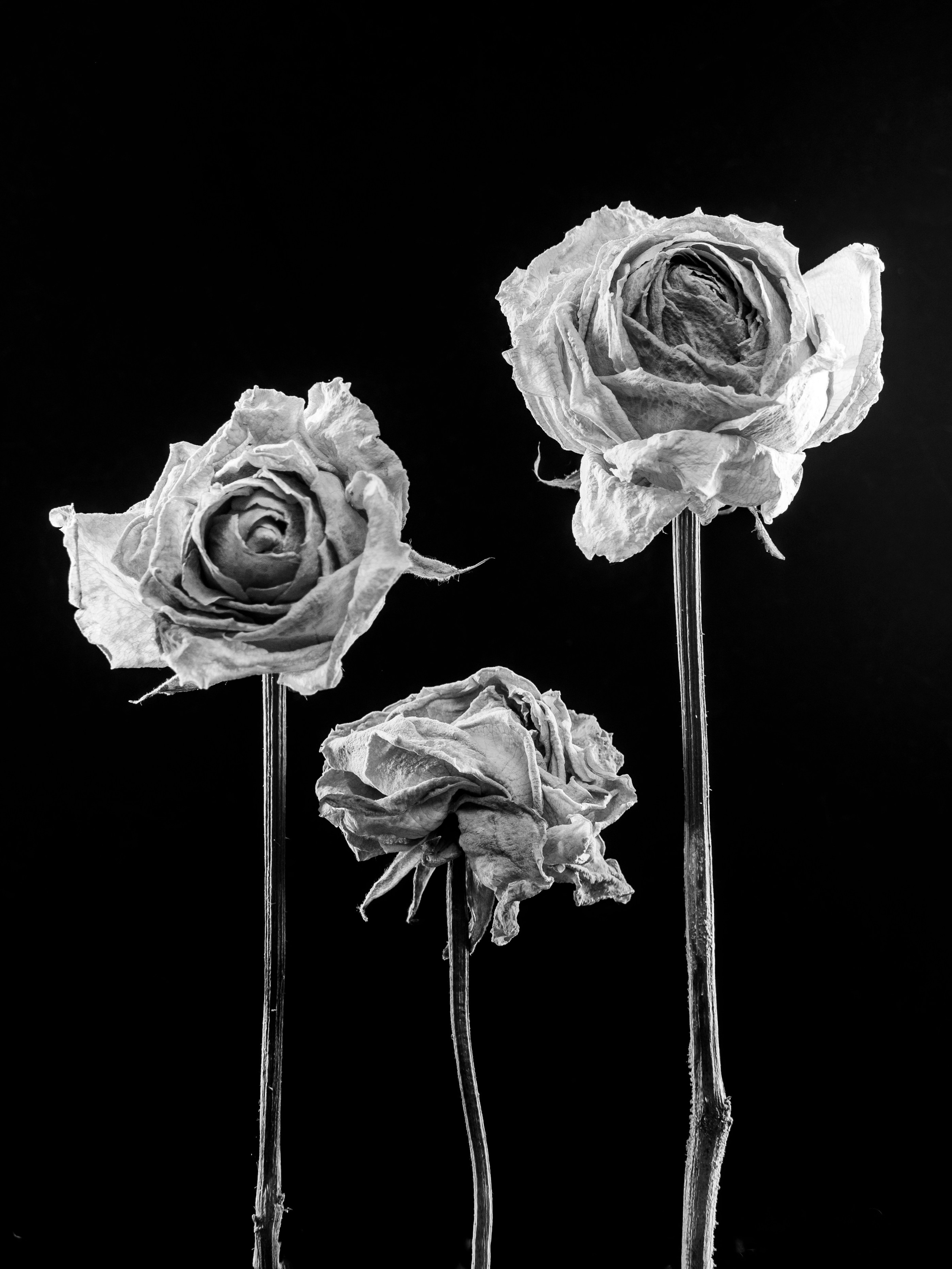 Цветы тревоги. Ксюша Черотченко — фотограф из Санкт-Петербурга