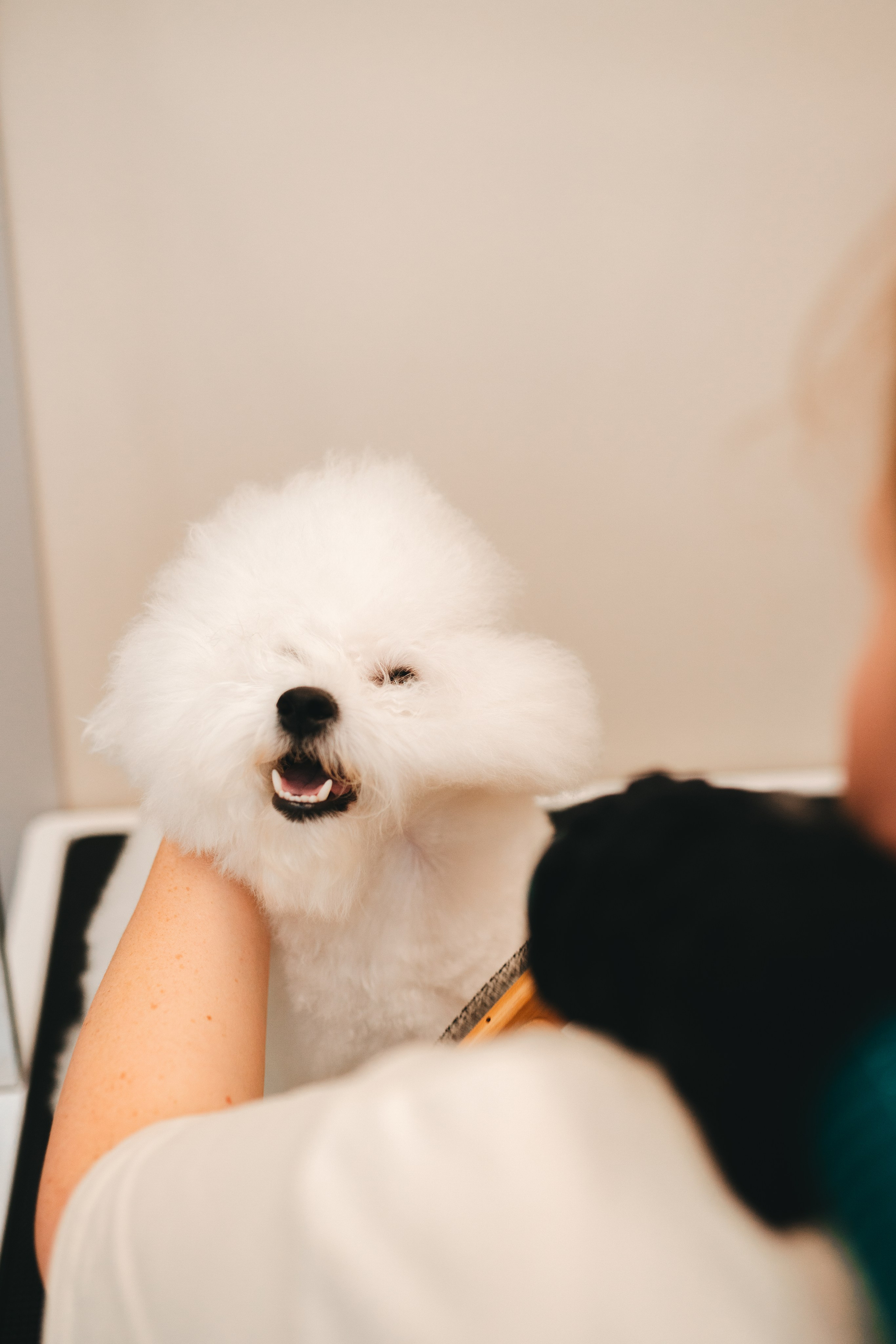 Груминг — салон. Фотограф анималист Осипчикова Мария