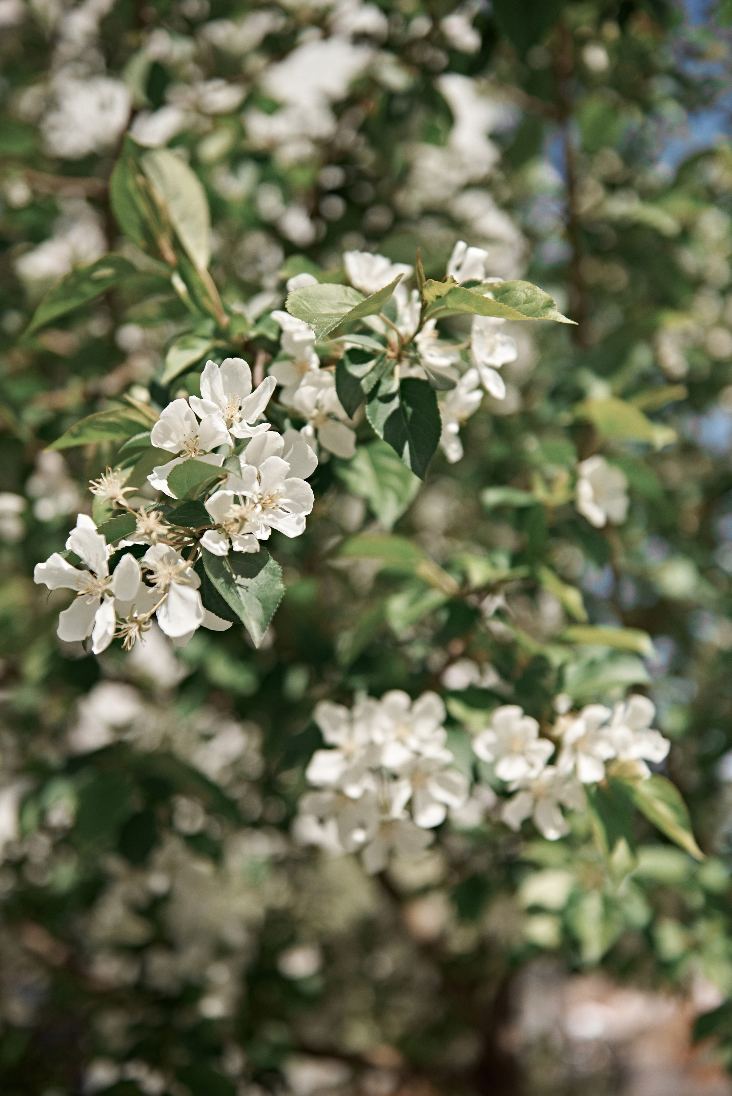 25.05. 24 Артур и Катя. Свадебный фотограф Юлия Гусева