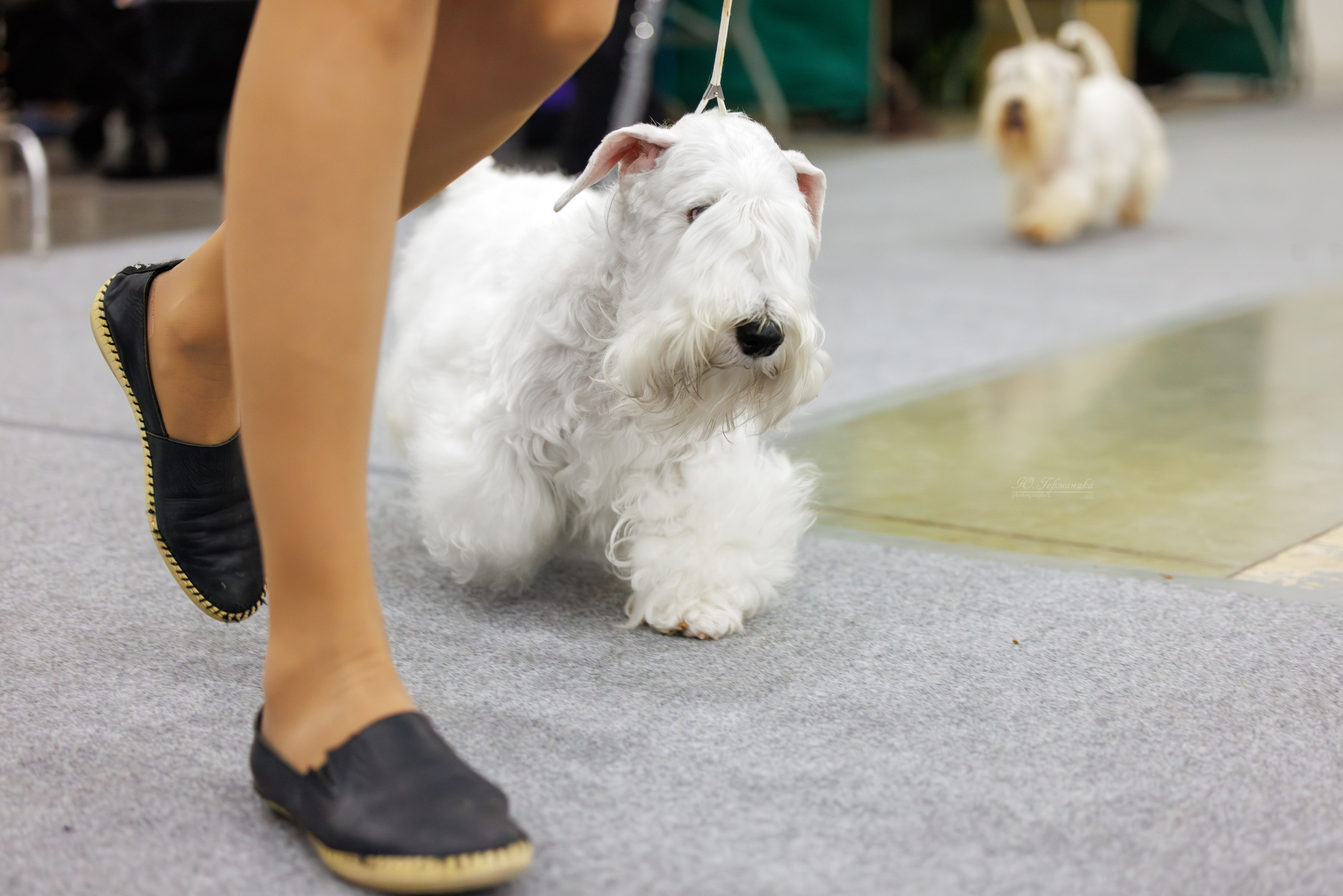 Питер 12-13.12.2025. Фотограф-анималист Юлия Германика