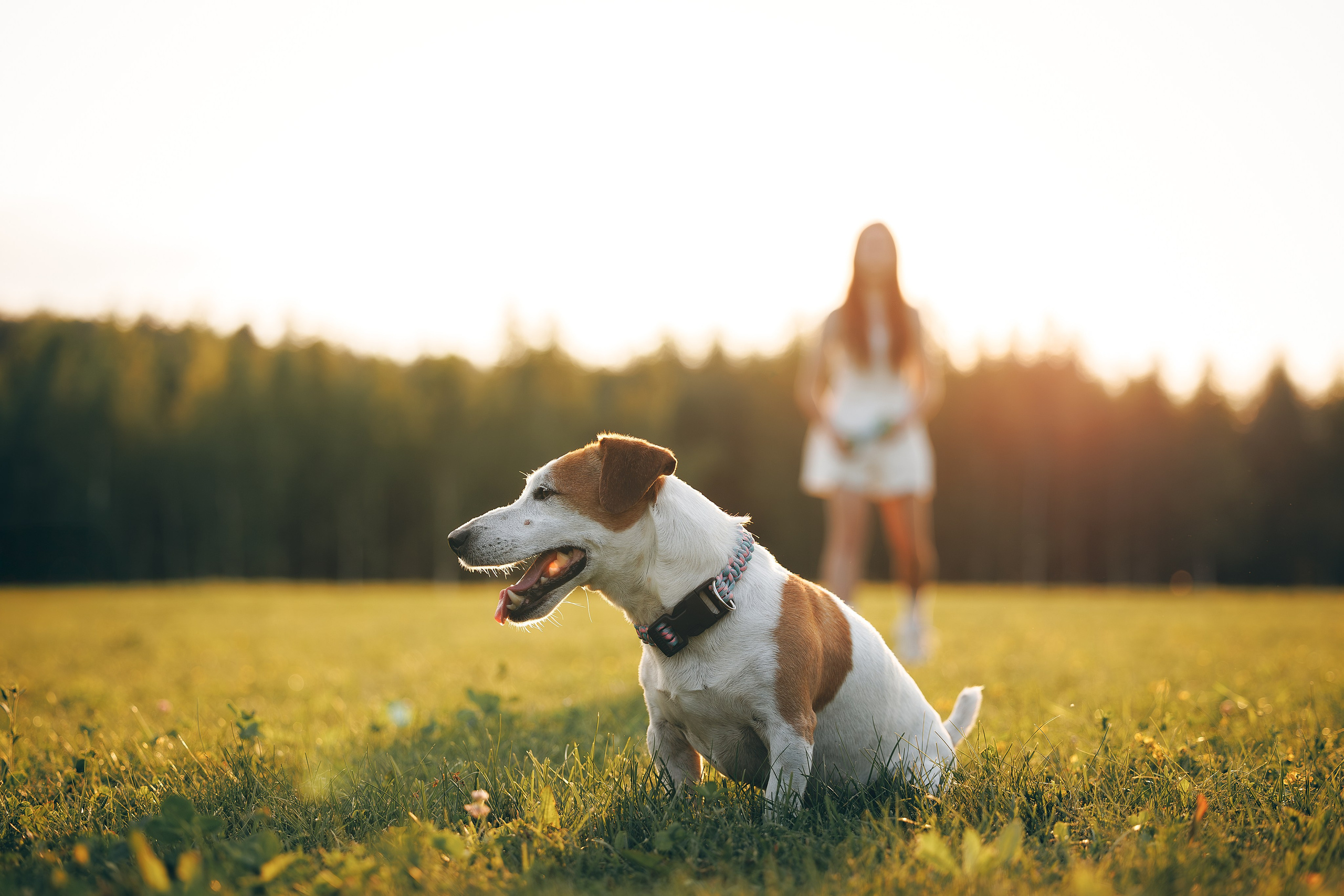 Юлиана и Риф (в обработке). Фотограф Анималист в Москве Анастасия Жучкова