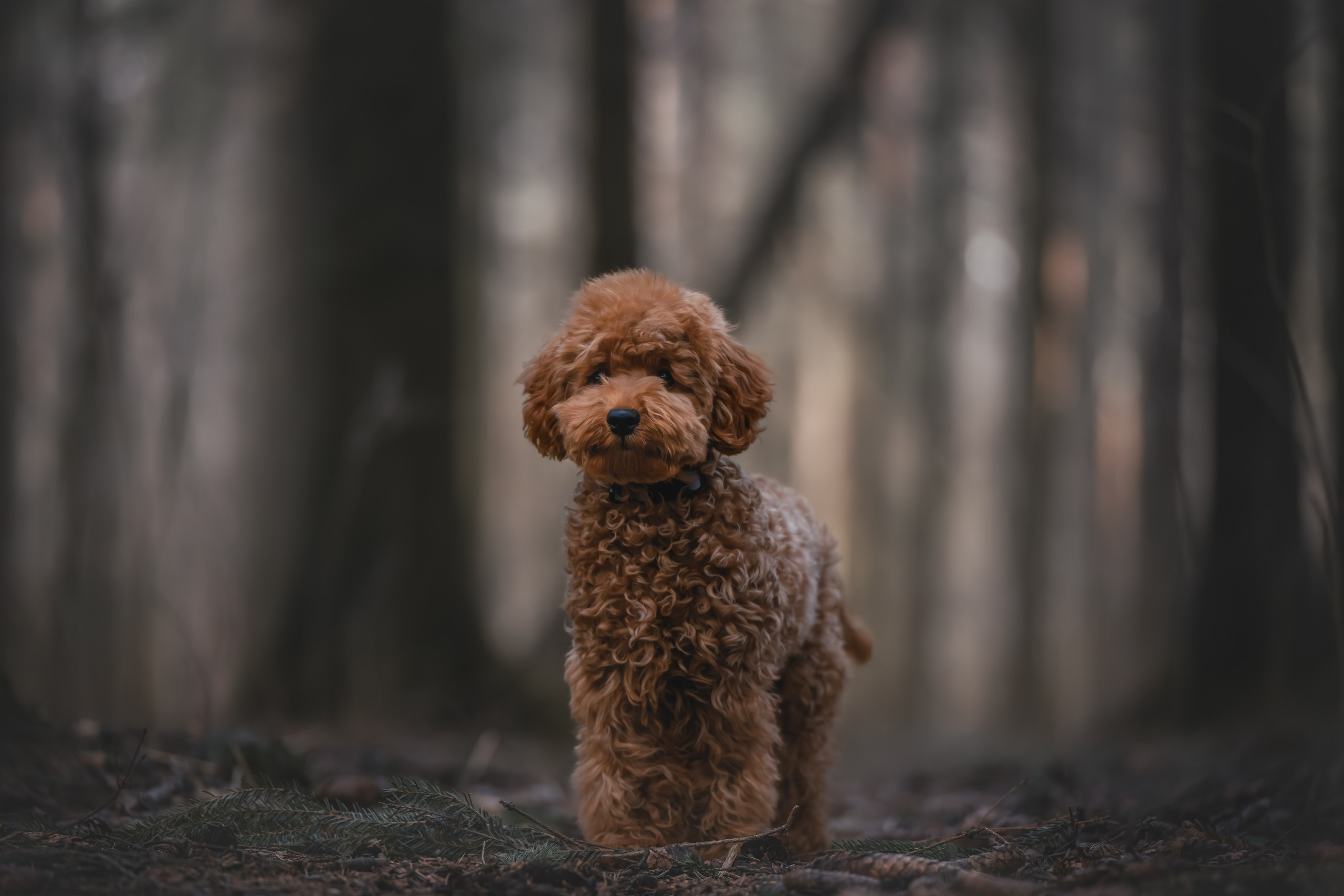 Пудель в лесу. Фотограф Анималист в Москве Анастасия Жучкова