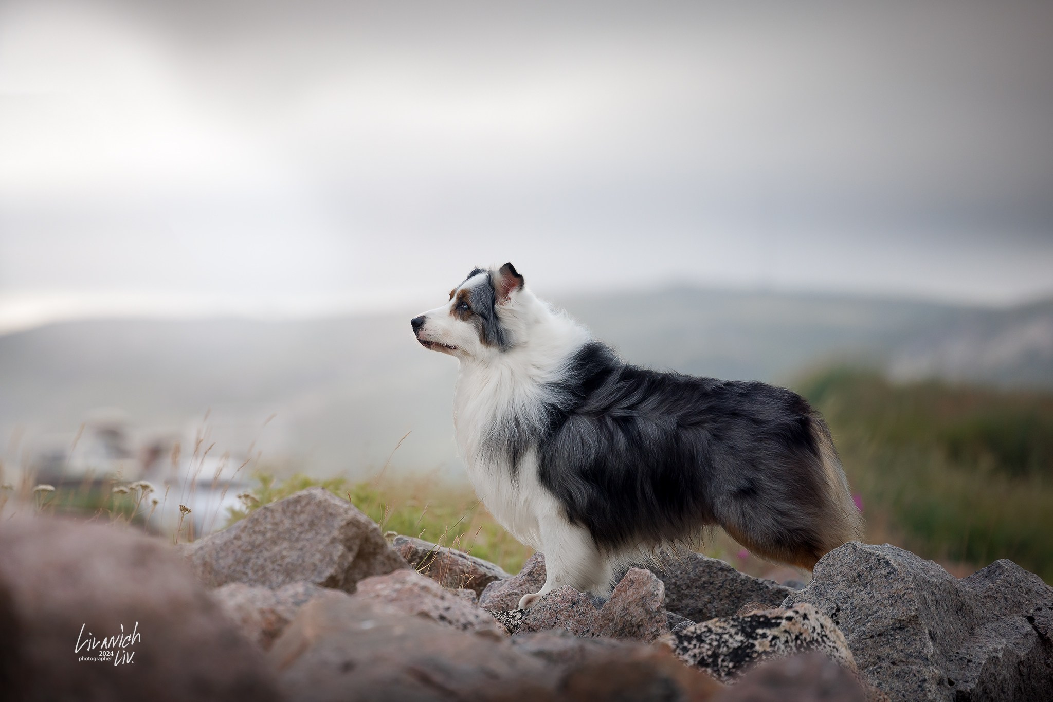Частные съёмки. Фотограф для вашей собаки