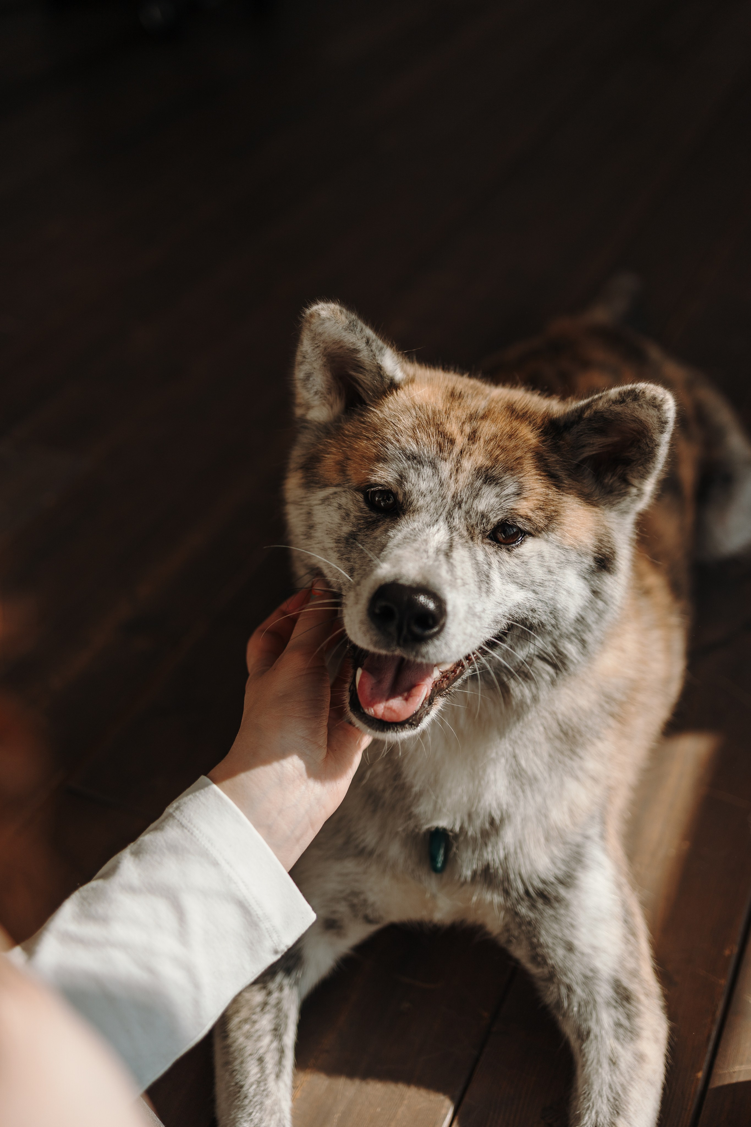 Настя и Айри. Фотограф — Анималист | Санкт-Петербург