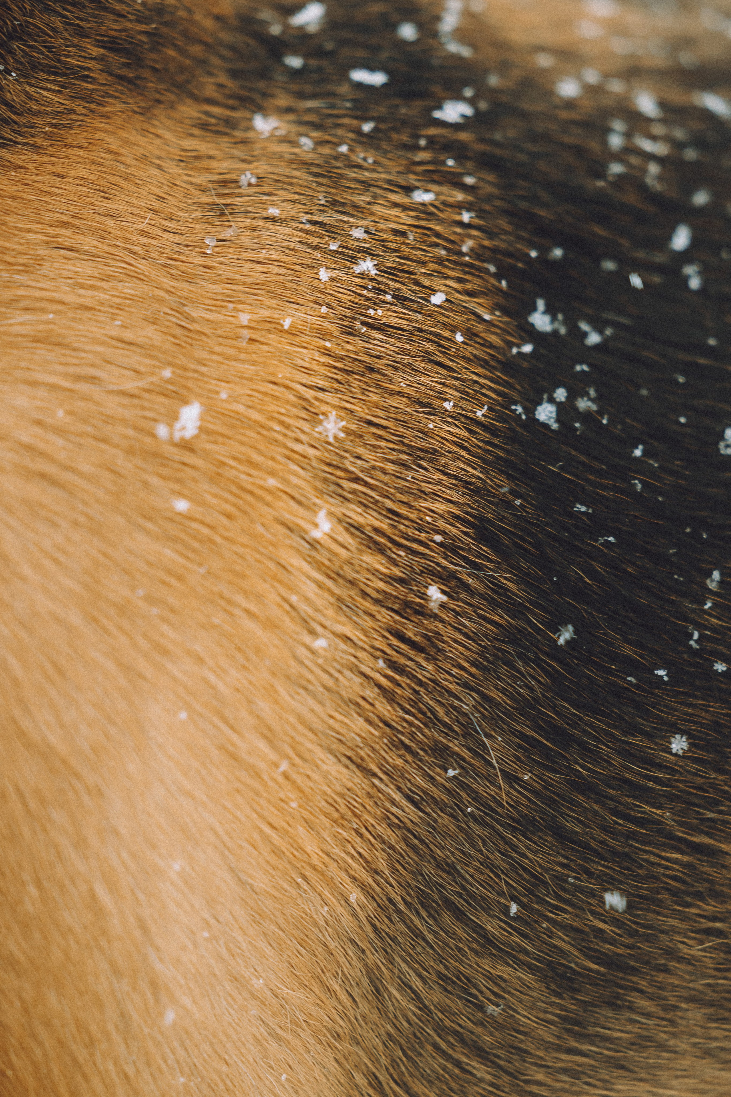 Роман, Портер и Коррес