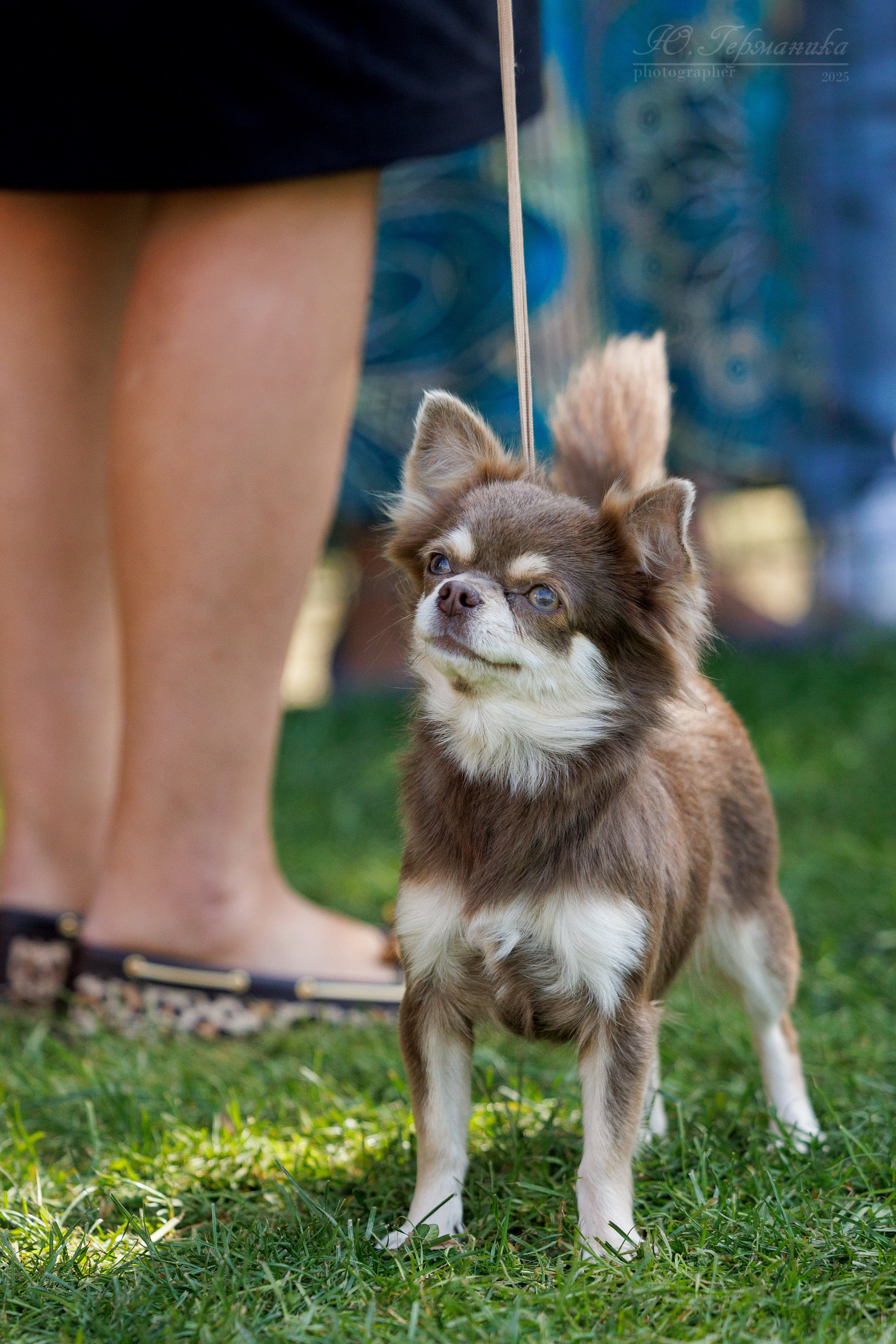 Бишкек 3х CACIB 26-28.09.2025. Фотограф-анималист Юлия Германика