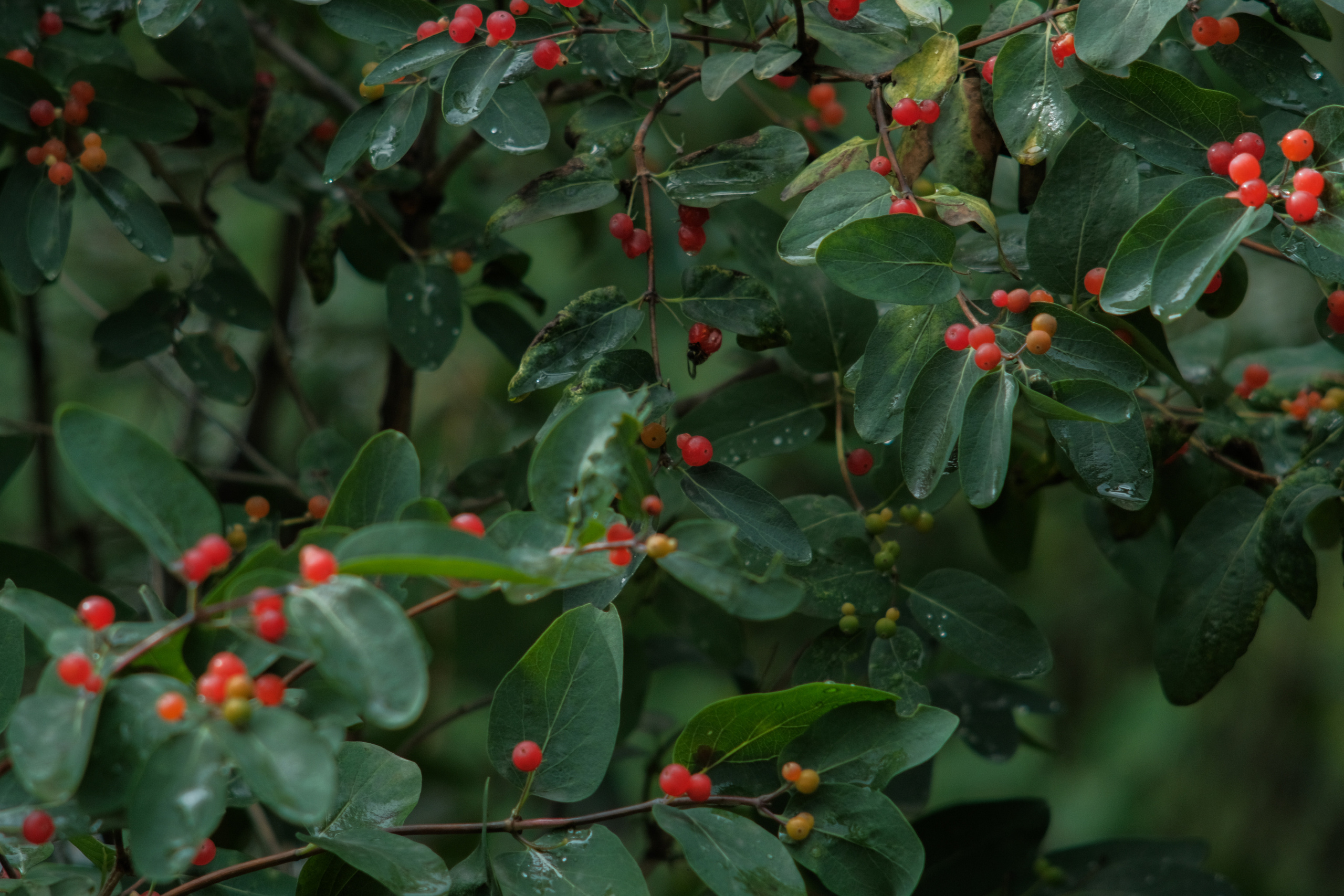 Фотограф Владимир Кононенко