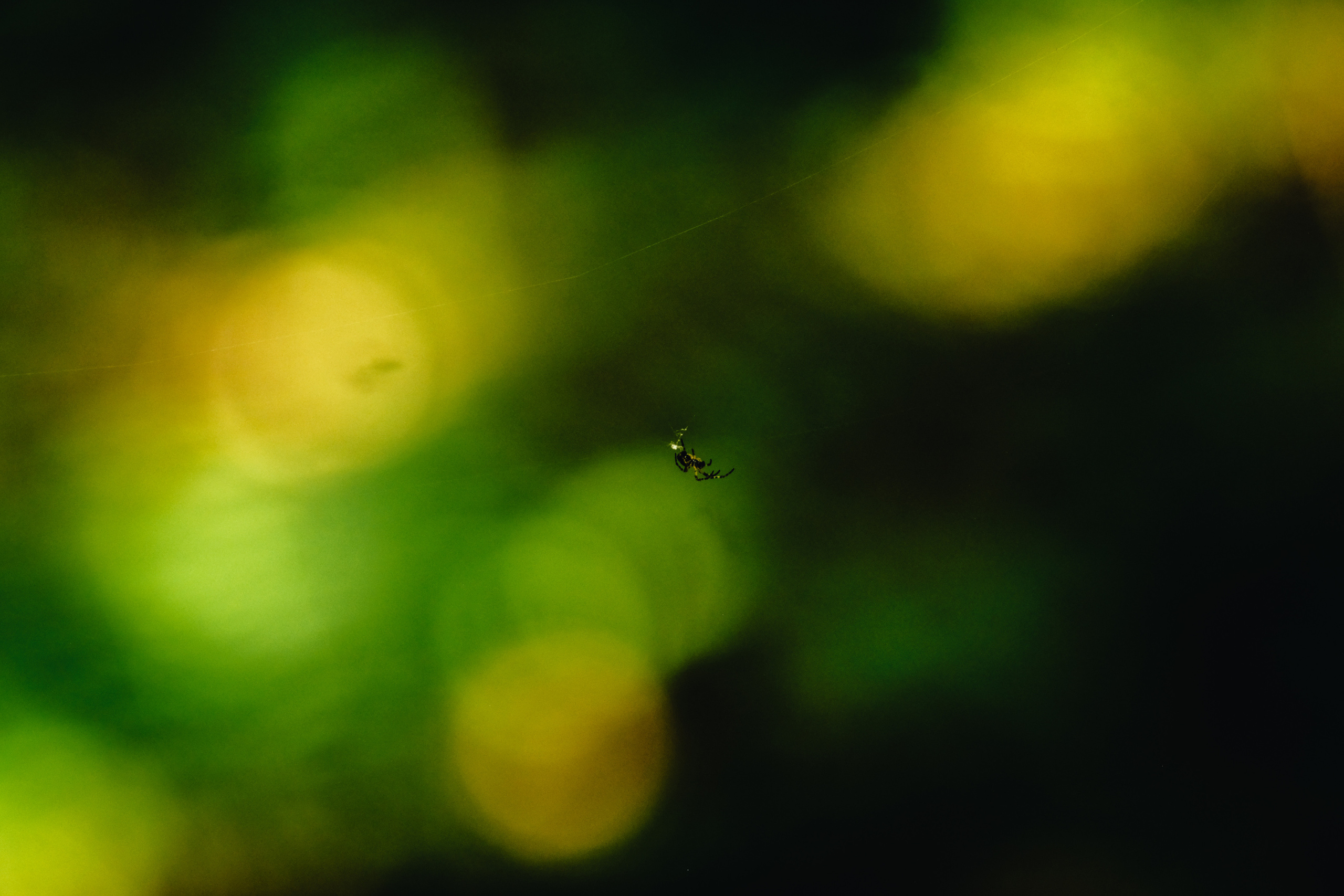 Фотограф Владимир Кононенко