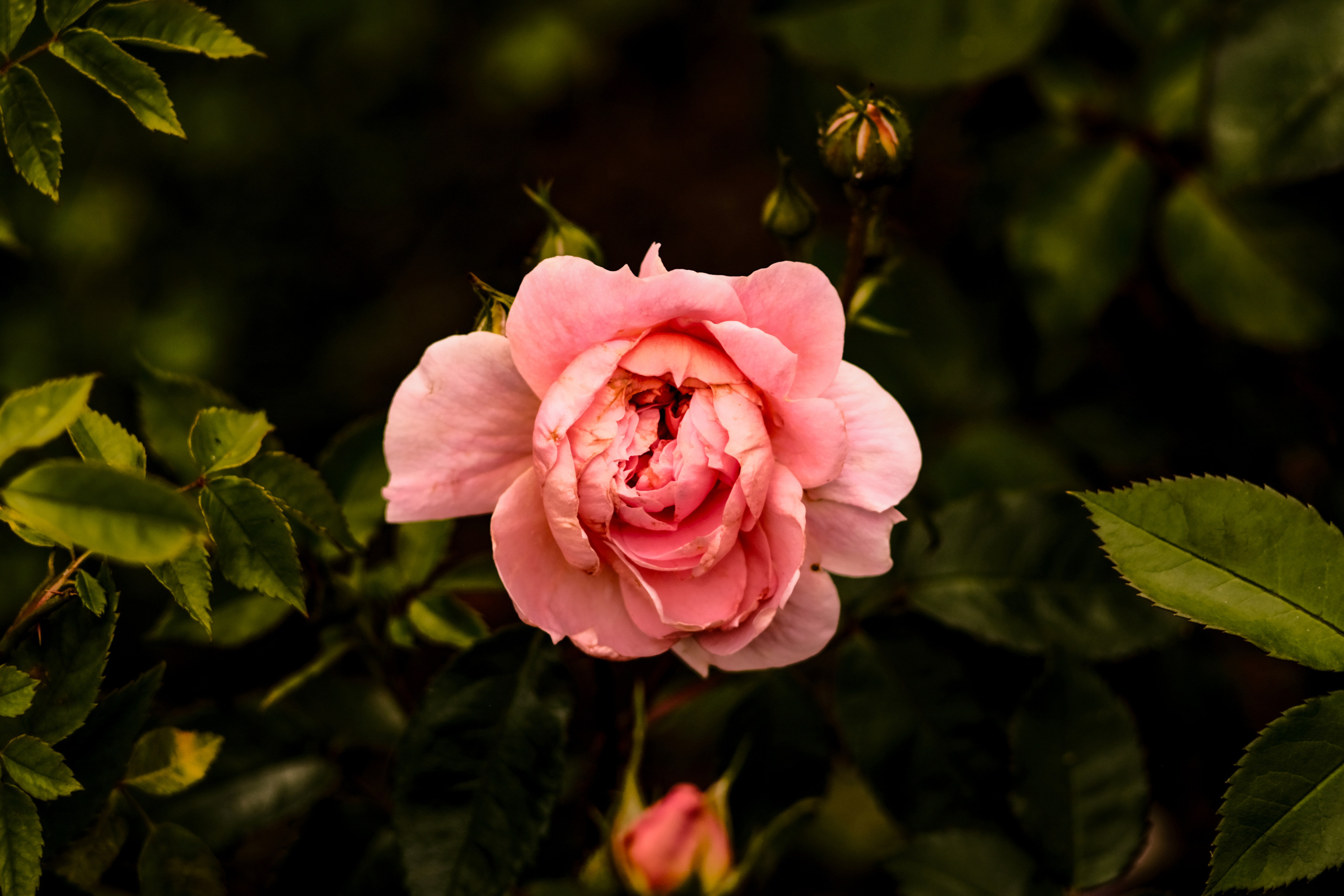 Фотограф Владимир Кононенко