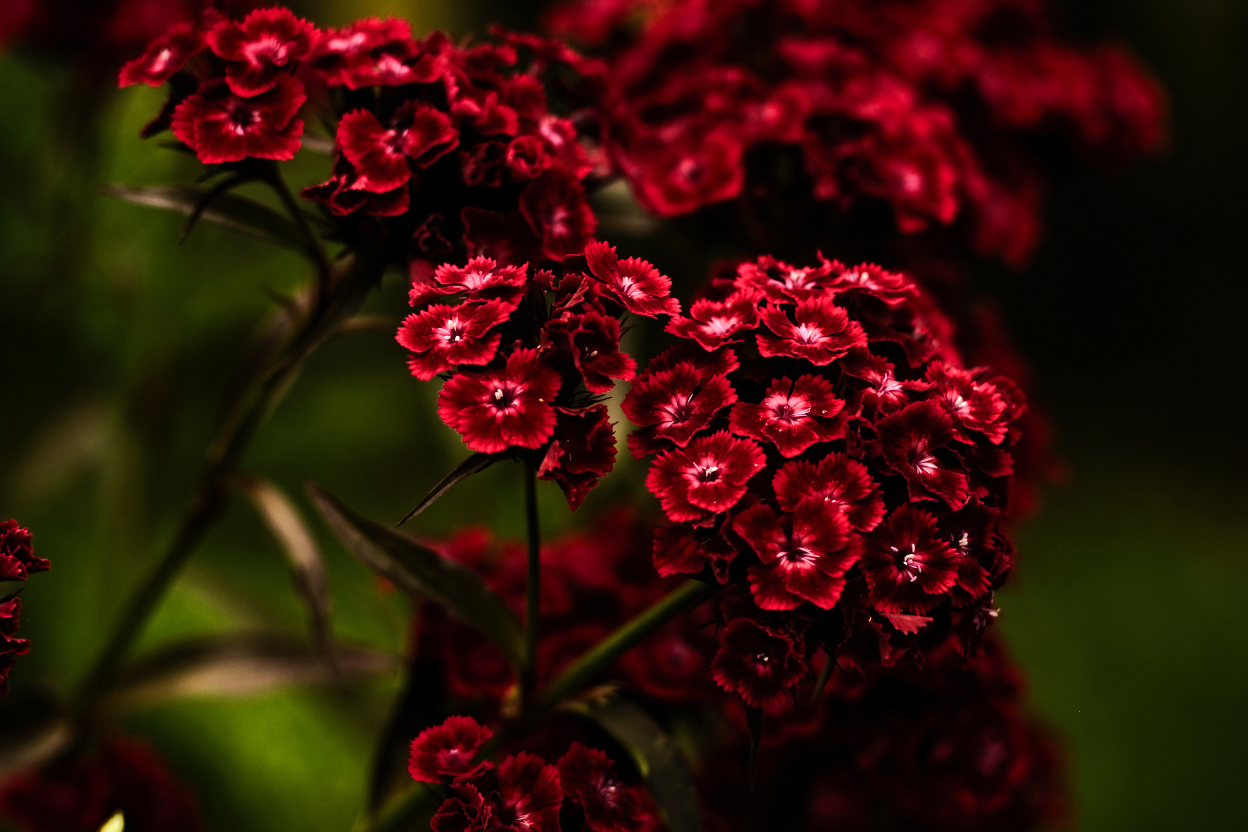 Фотограф Владимир Кононенко