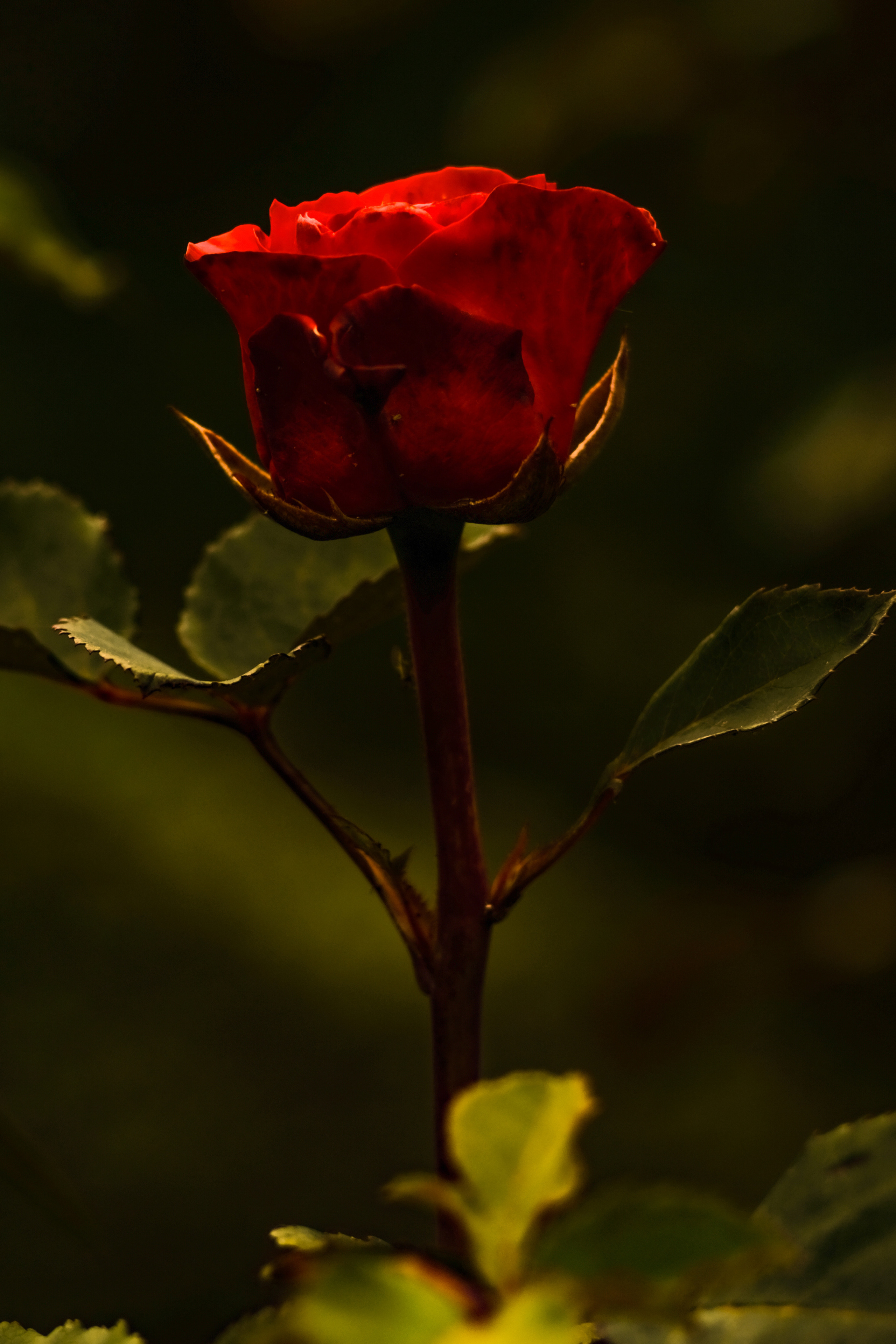 Фотограф Владимир Кононенко