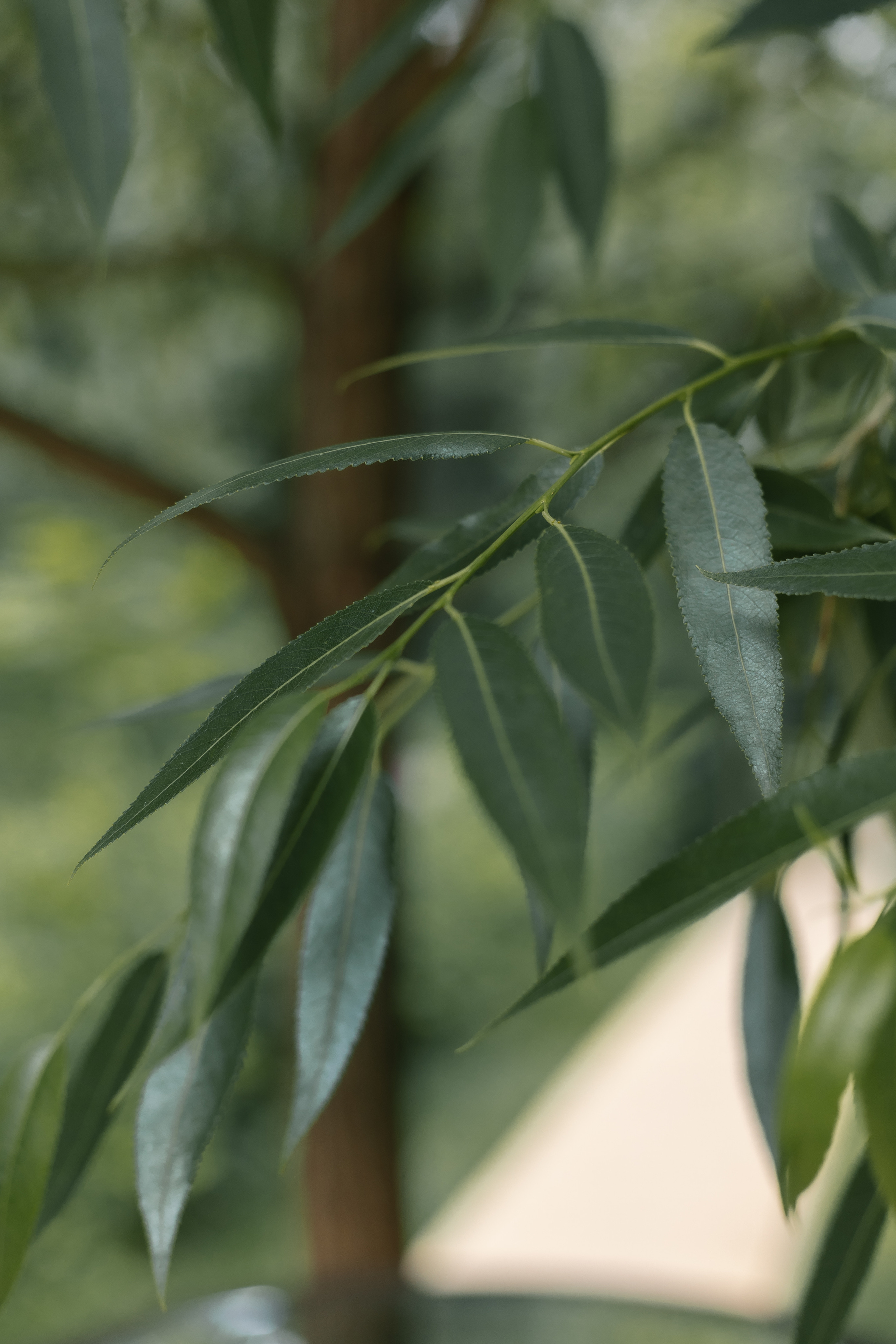 Вера и Артур