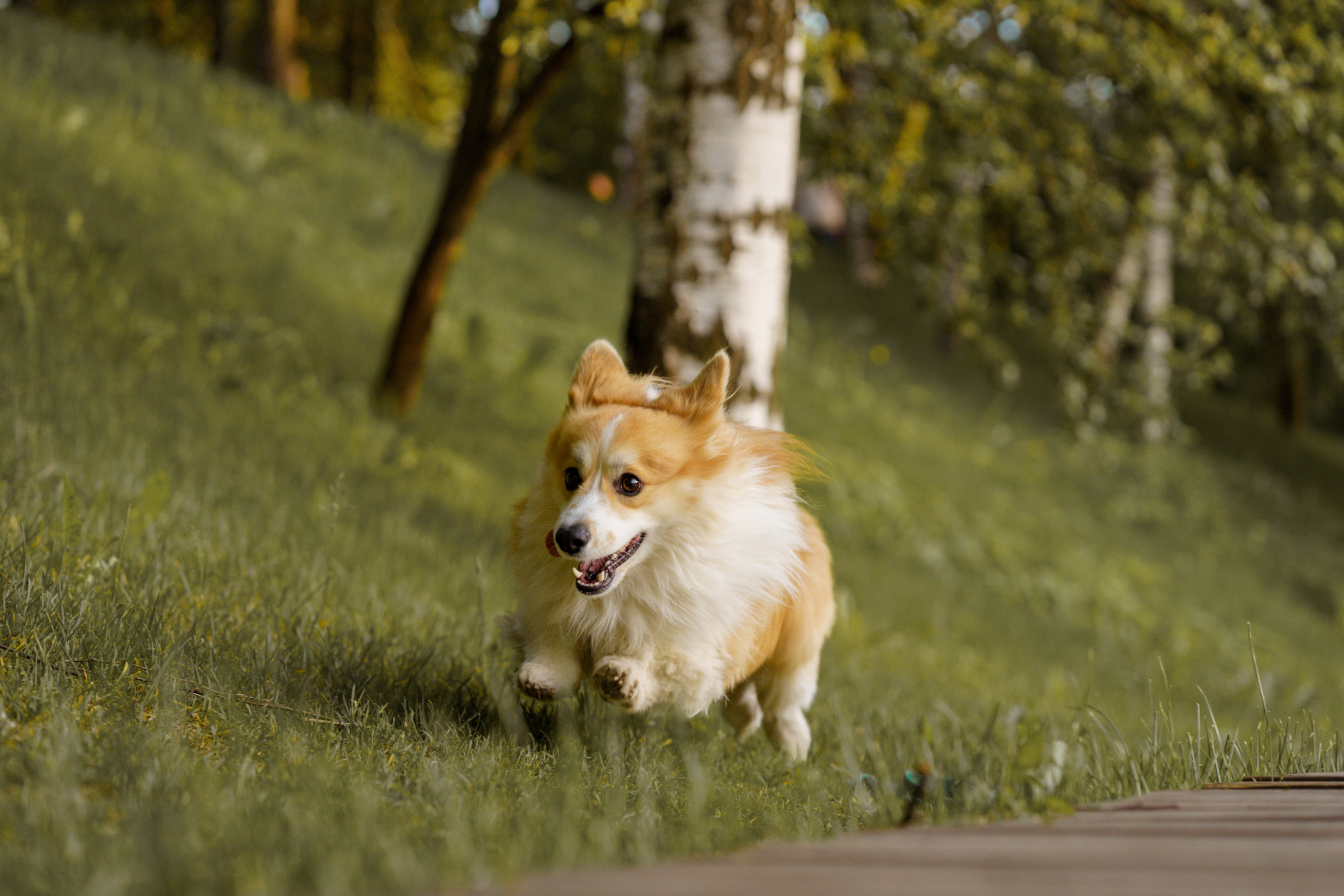 Катя, Арсений и Пух. Свадебный фотограф в Москве Анна Полушина