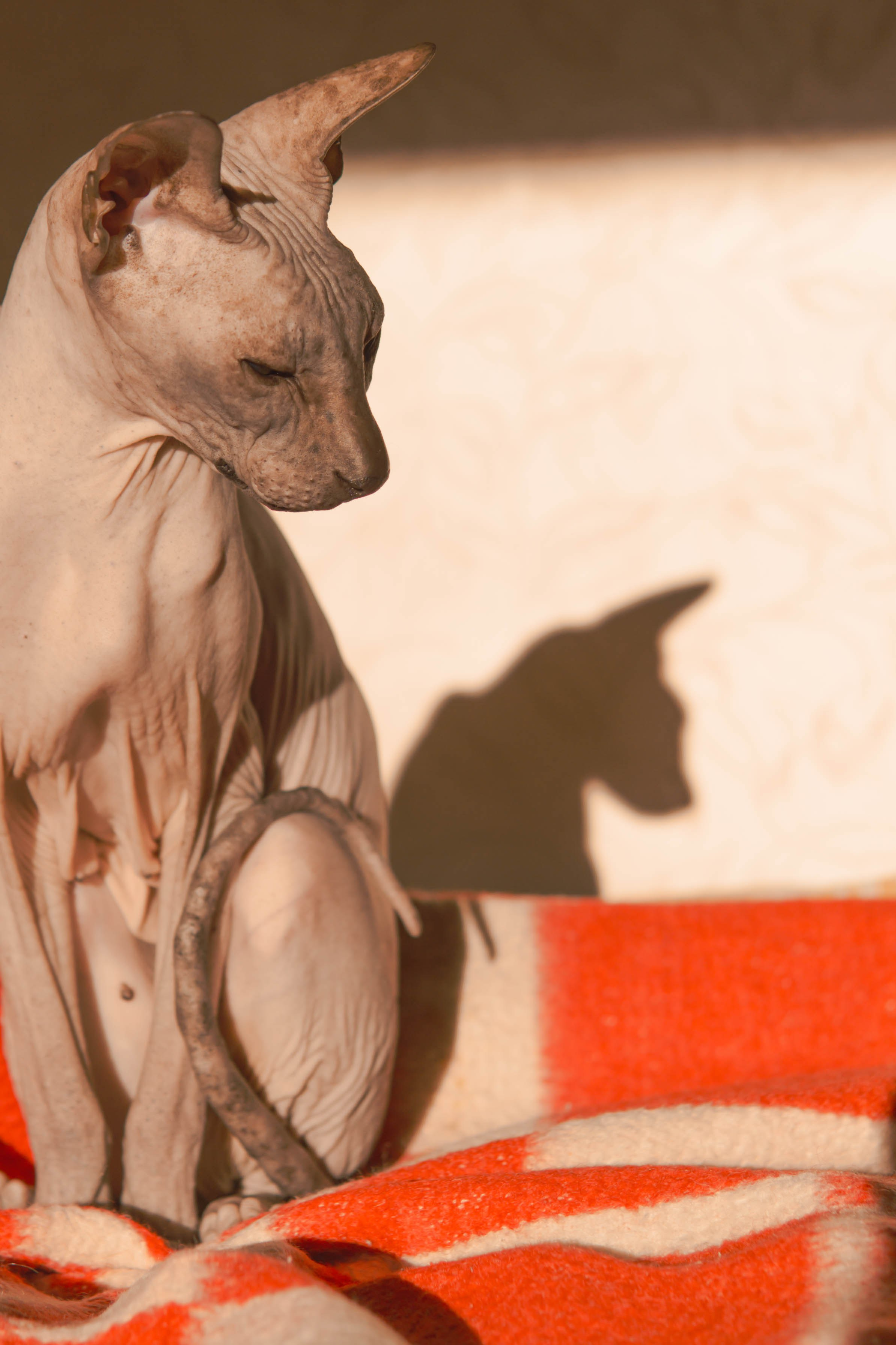 Бандит. Фотограф-анималист Ксения Воробьева, Москва