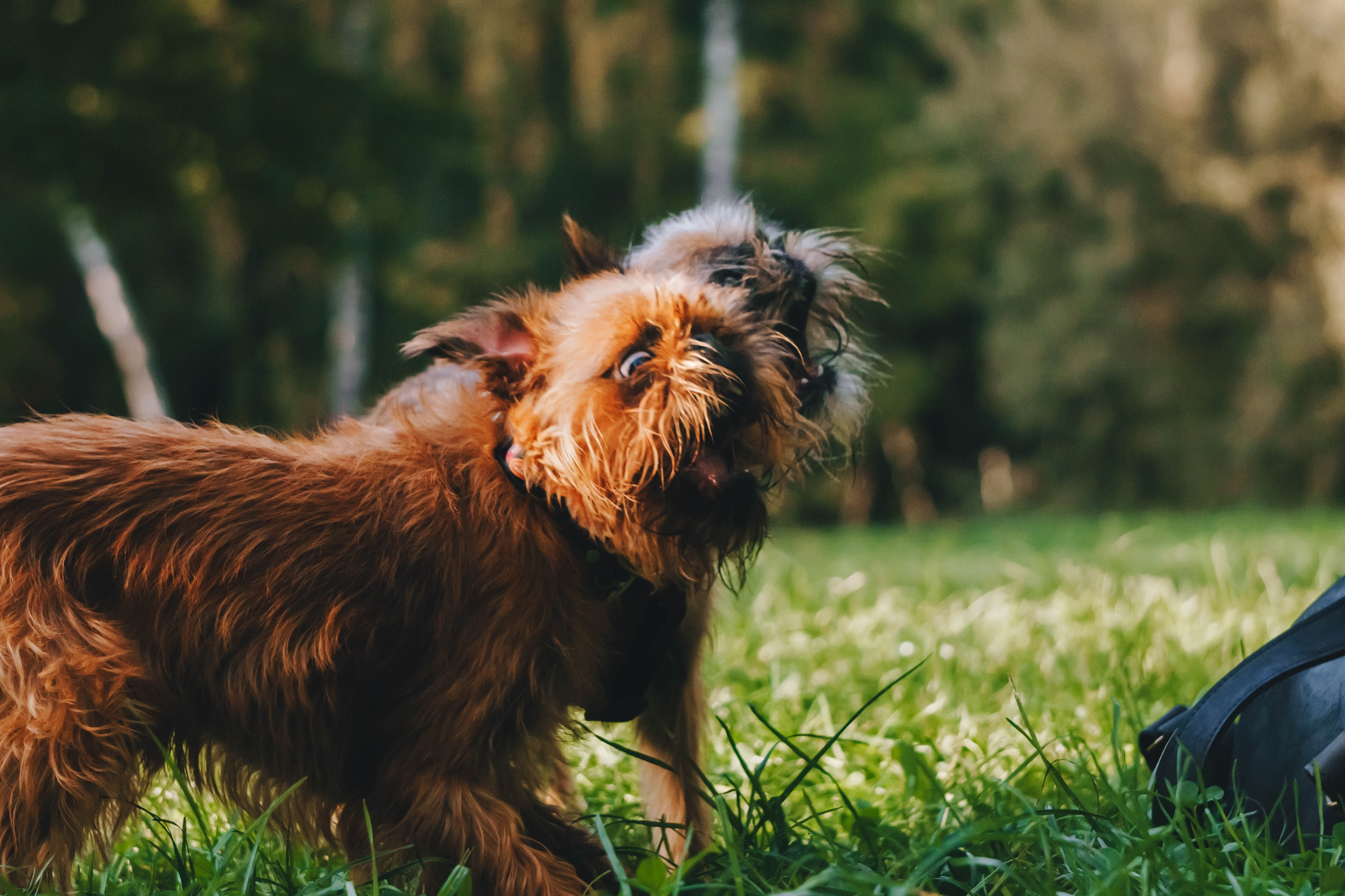 Мини-туса гриффоны и брабансоны. Фотограф-анималист Ксения Воробьева, Москва