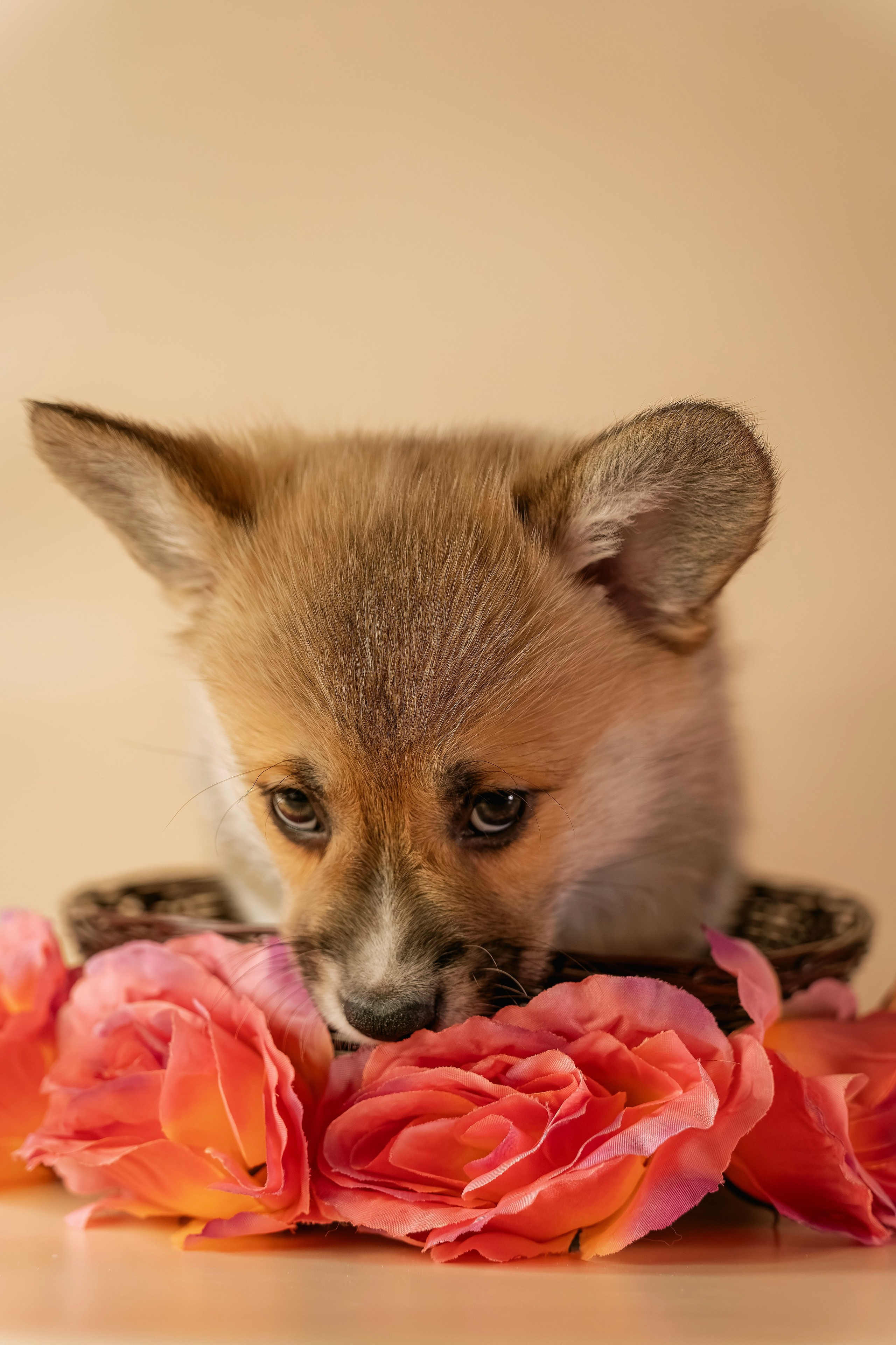 Щенки. Семейный фотограф анималист г. Находка