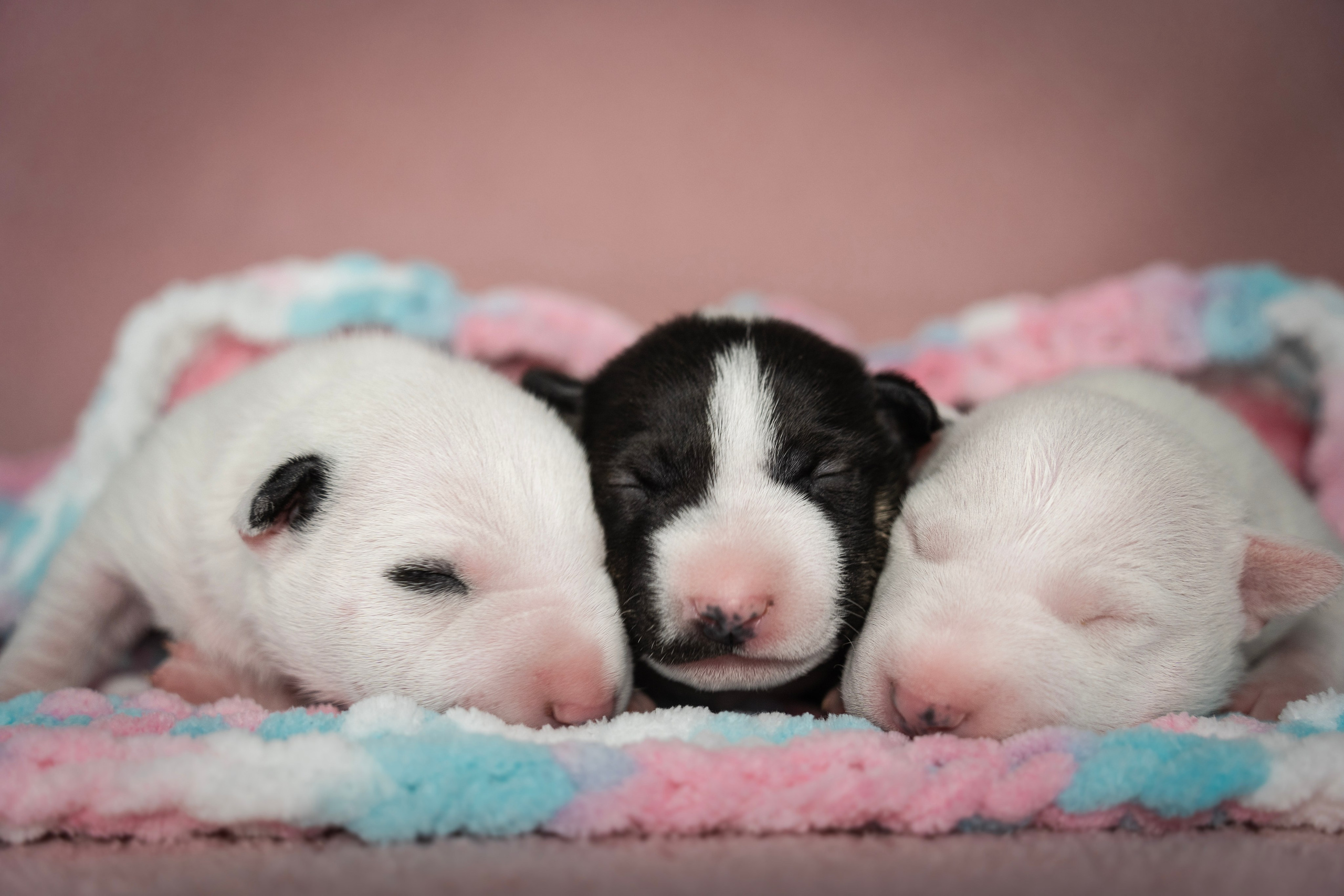 Ньюборн. Семейный фотограф анималист г. Находка